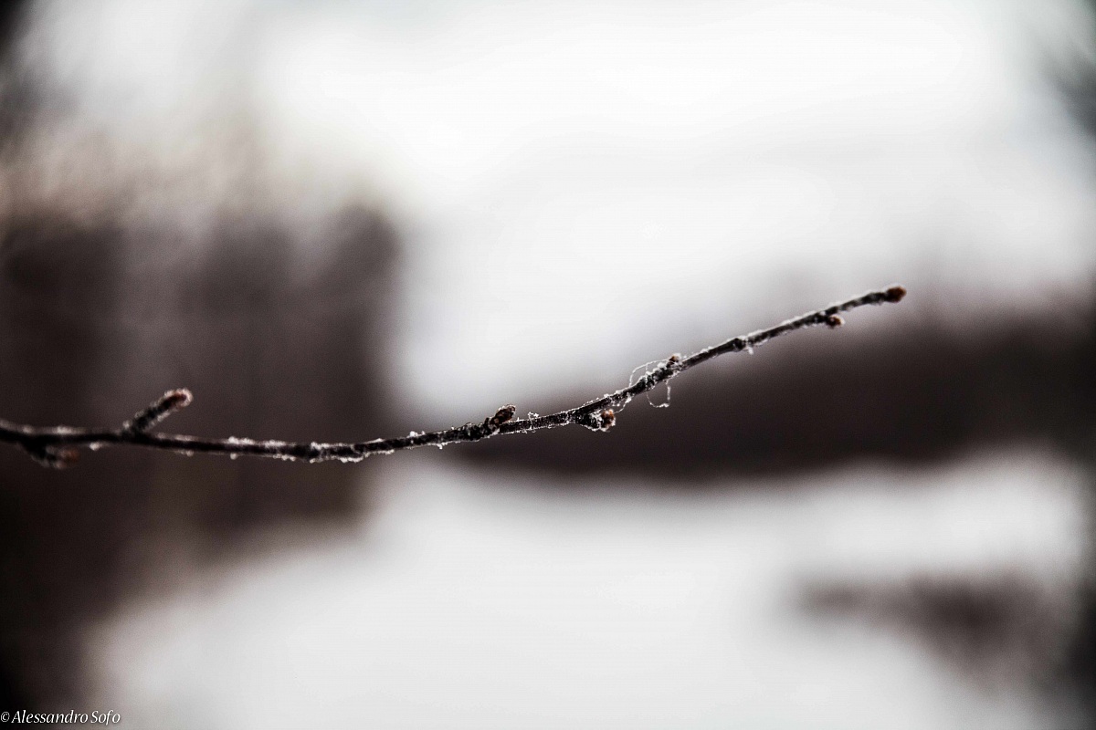 Frozen Branch
