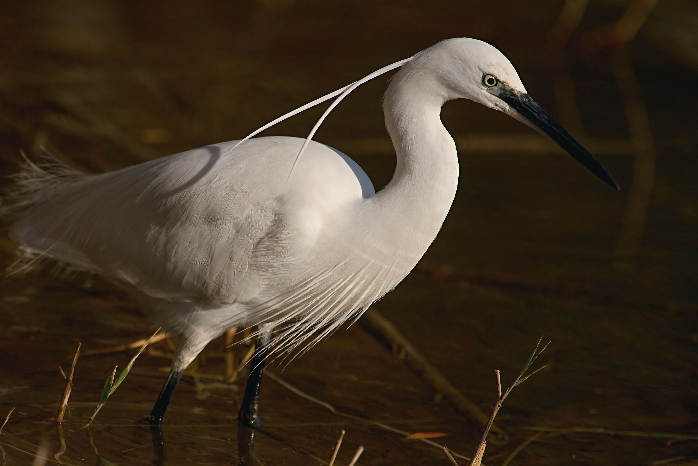 Garzetta in a wedding dress