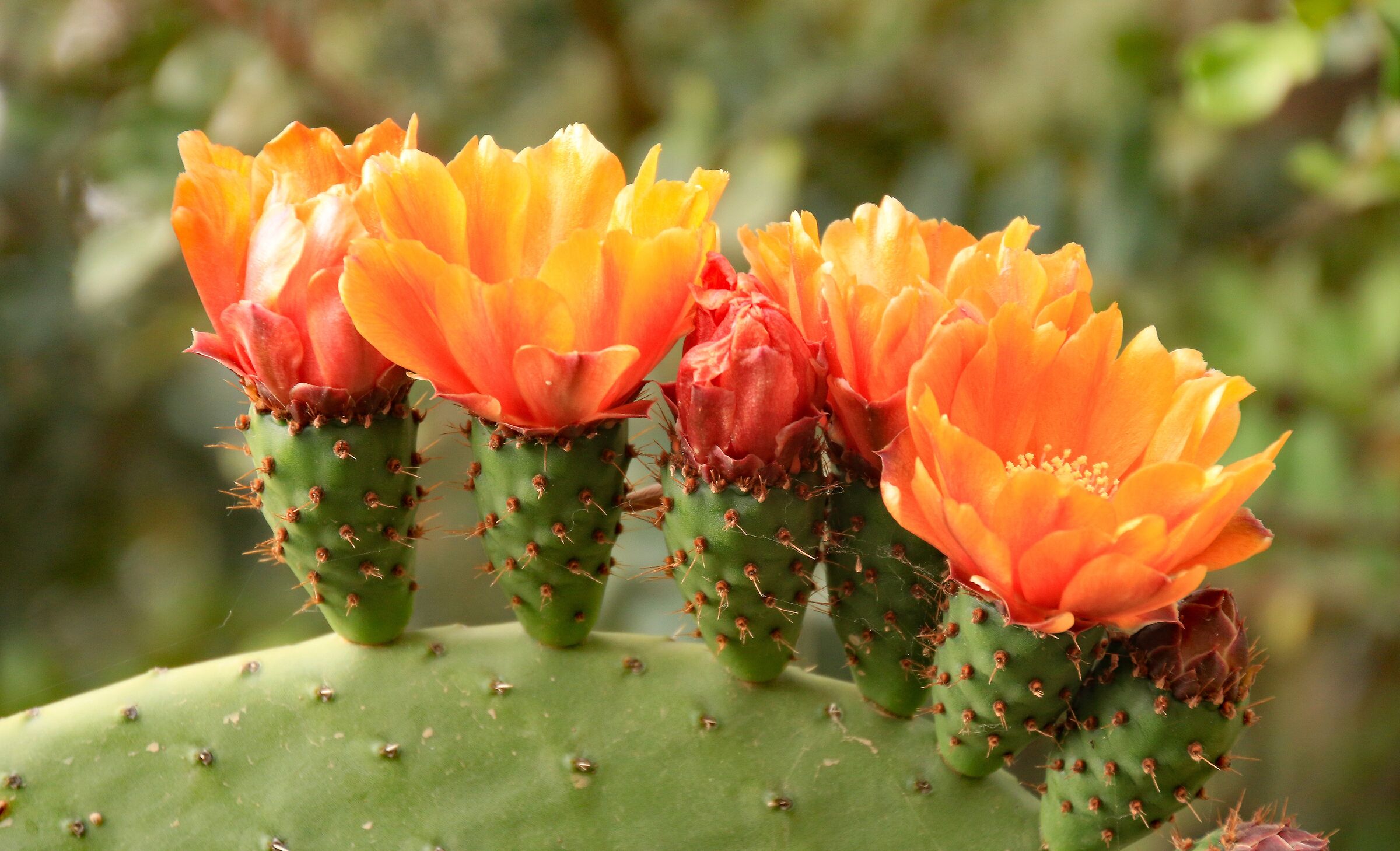 Fiori di fico d'India