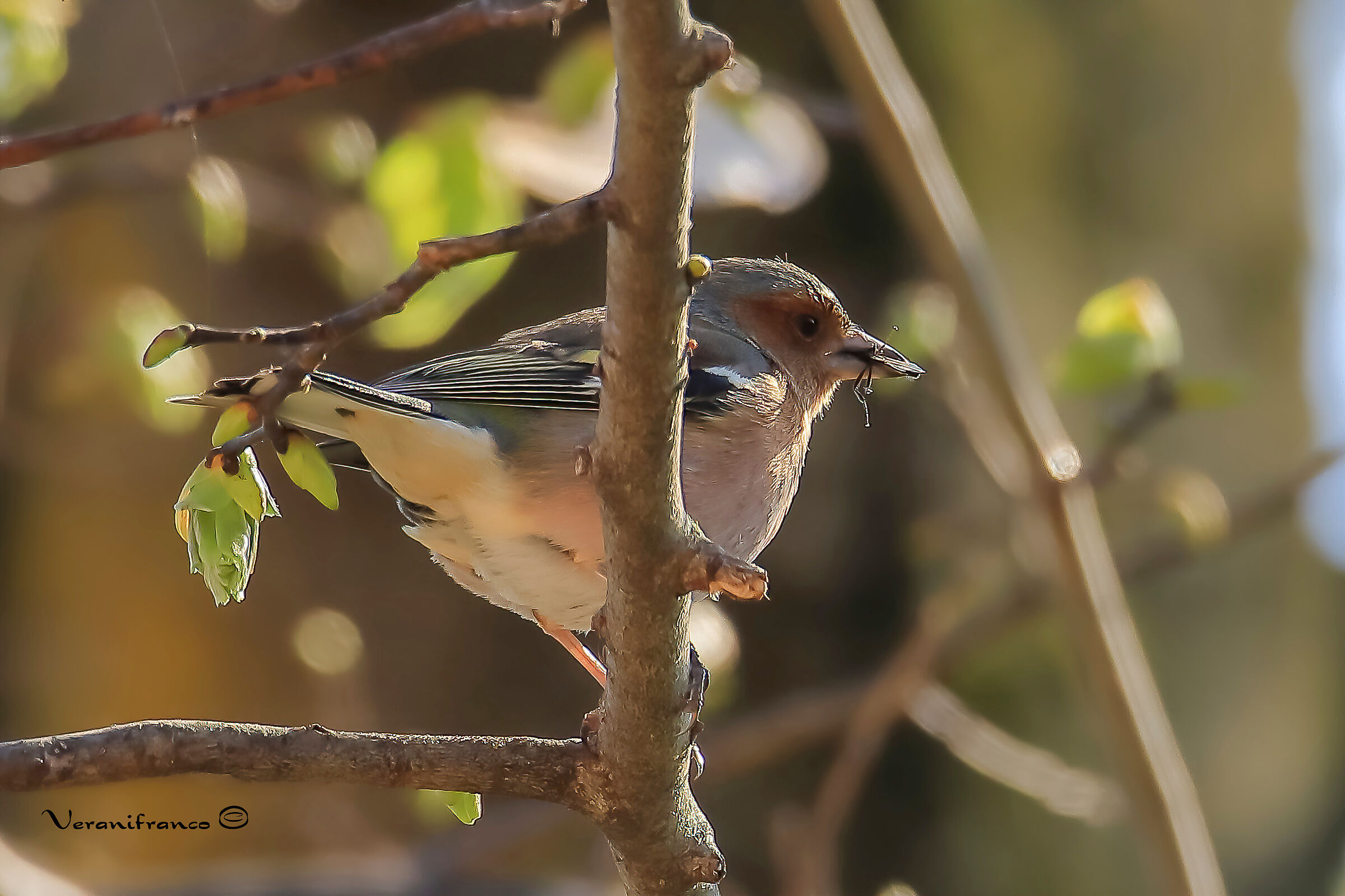 Il pasto del Fringuello