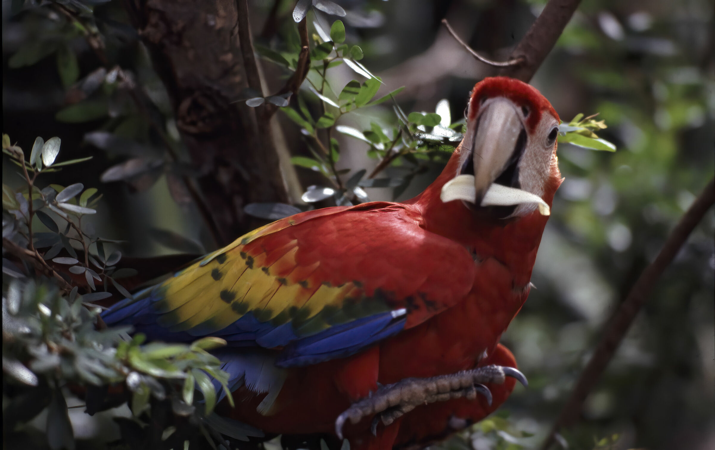 Ara Macao. Amazzonia