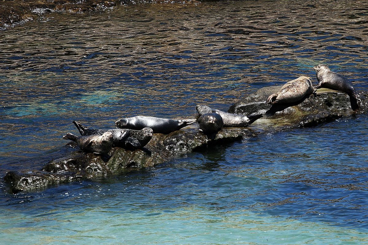 Idle sea lions