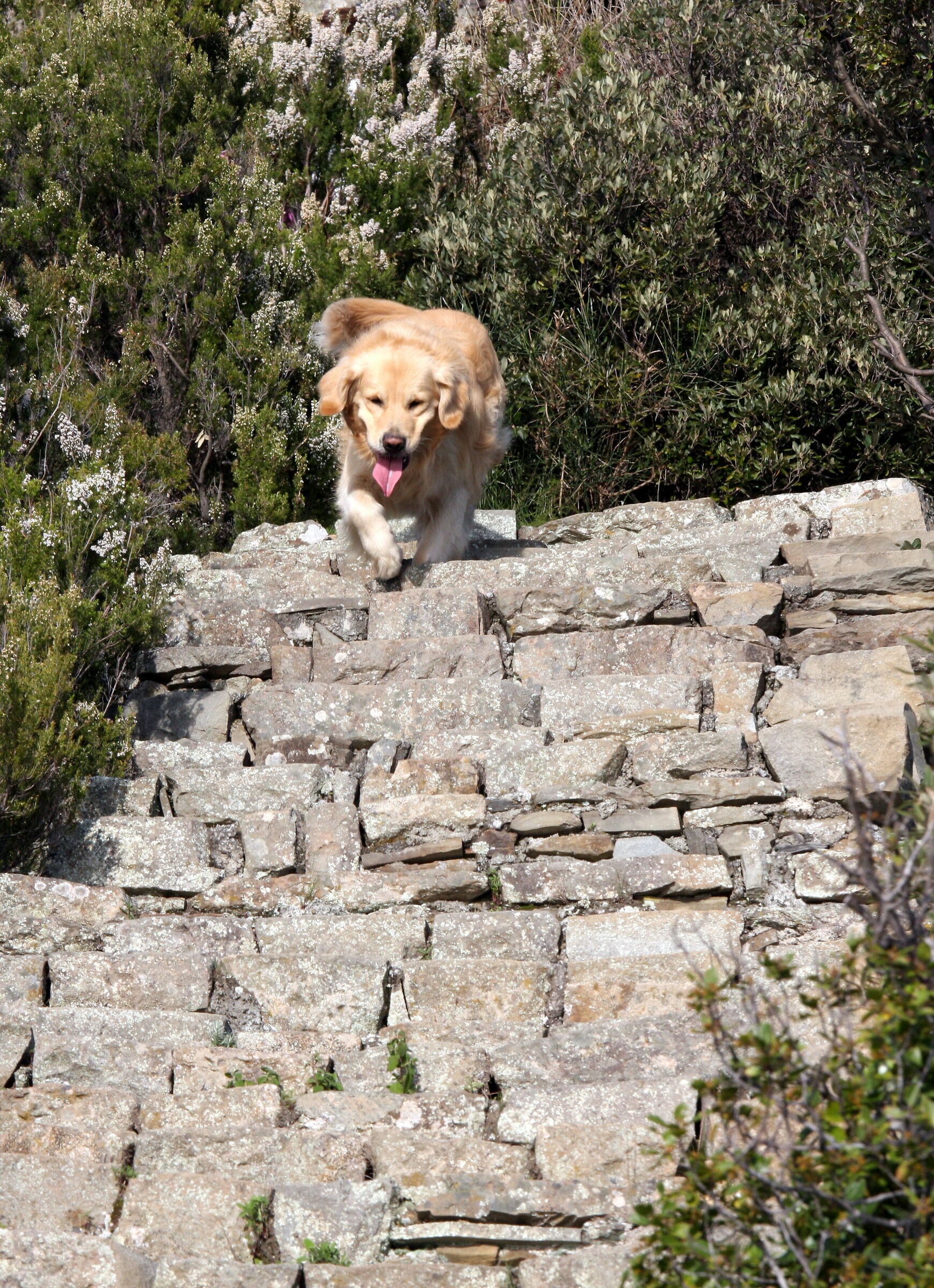 7138-They too pull out their tongues at Monastery