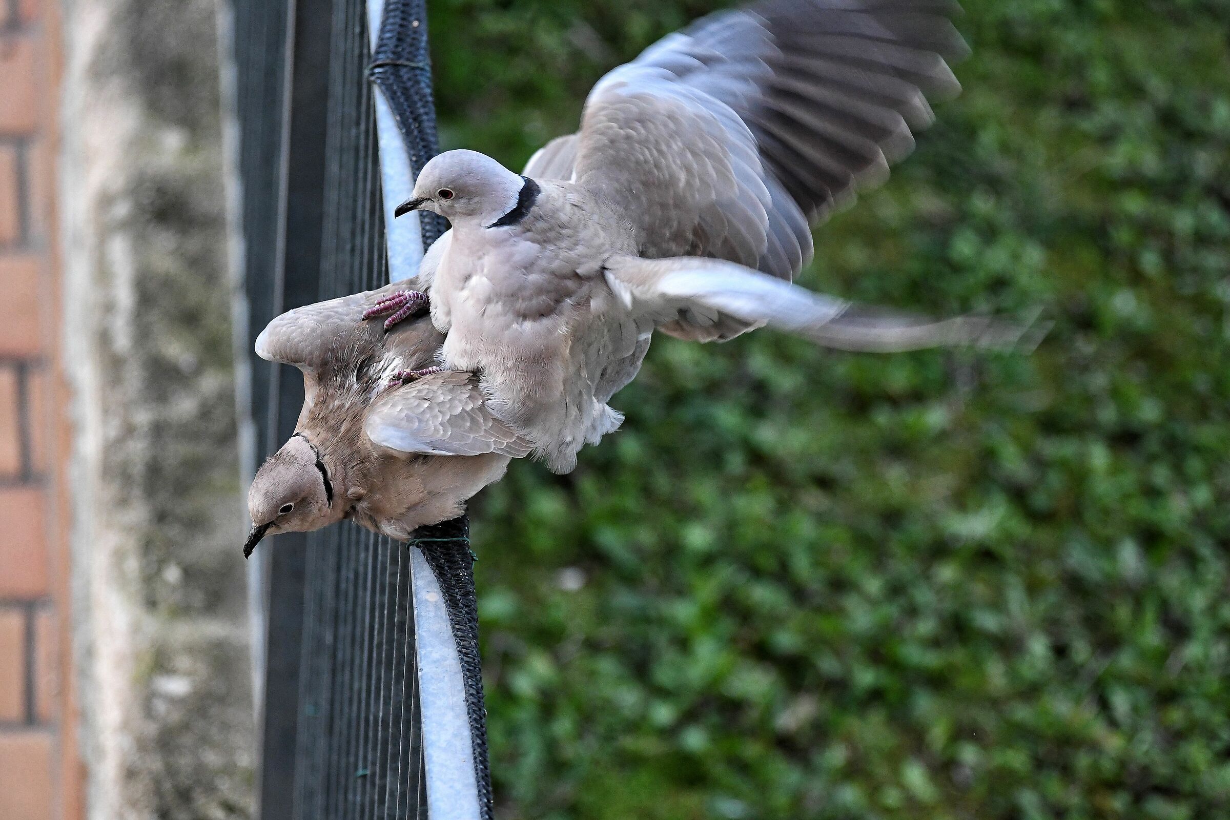 Collared doves