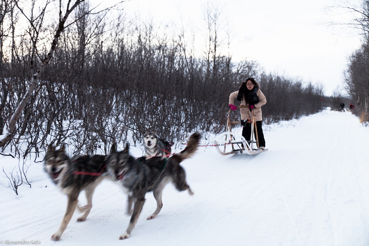 Dogsleddin '