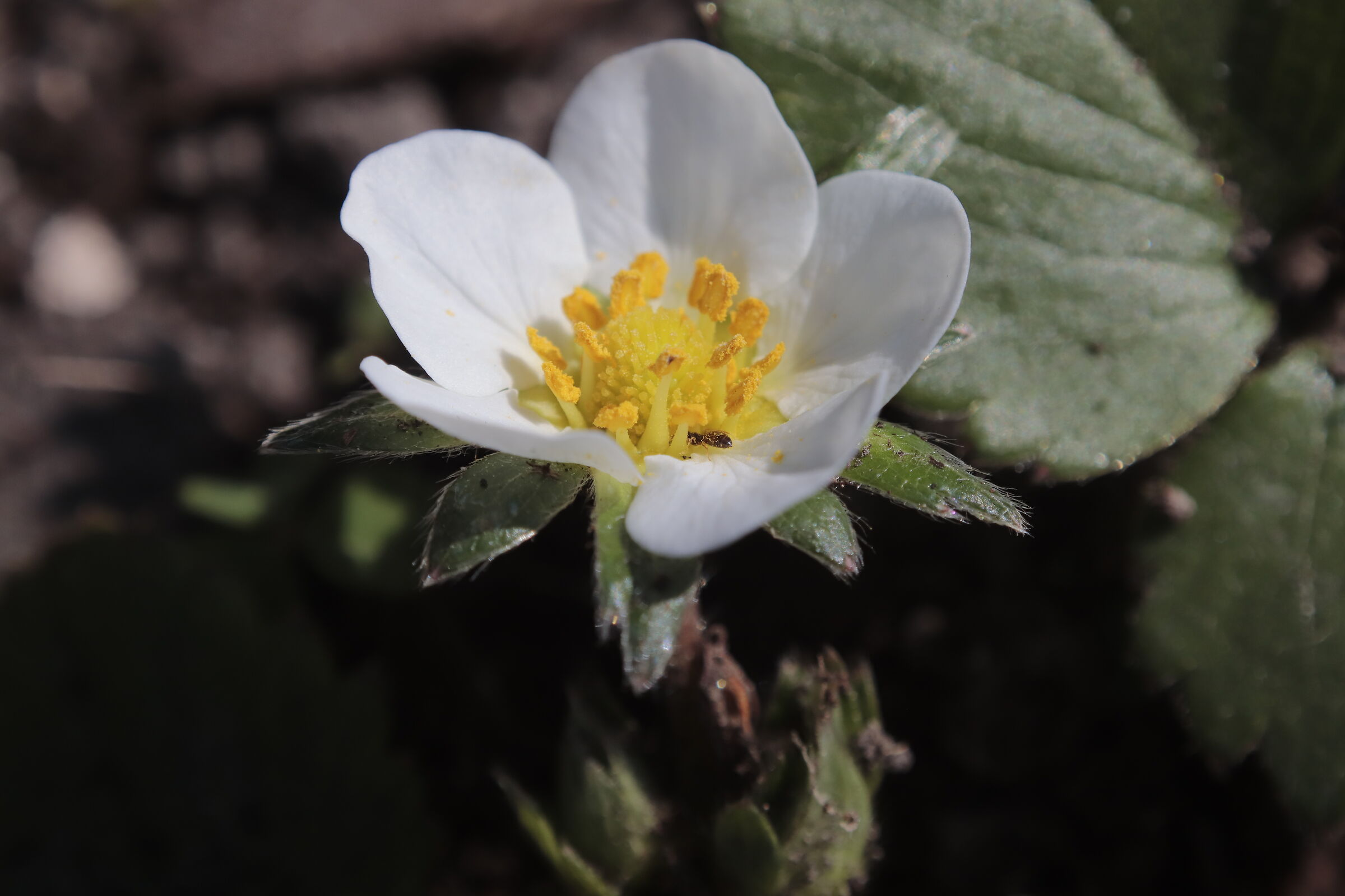fiore di fragola nel mio giardino 5/04/2020