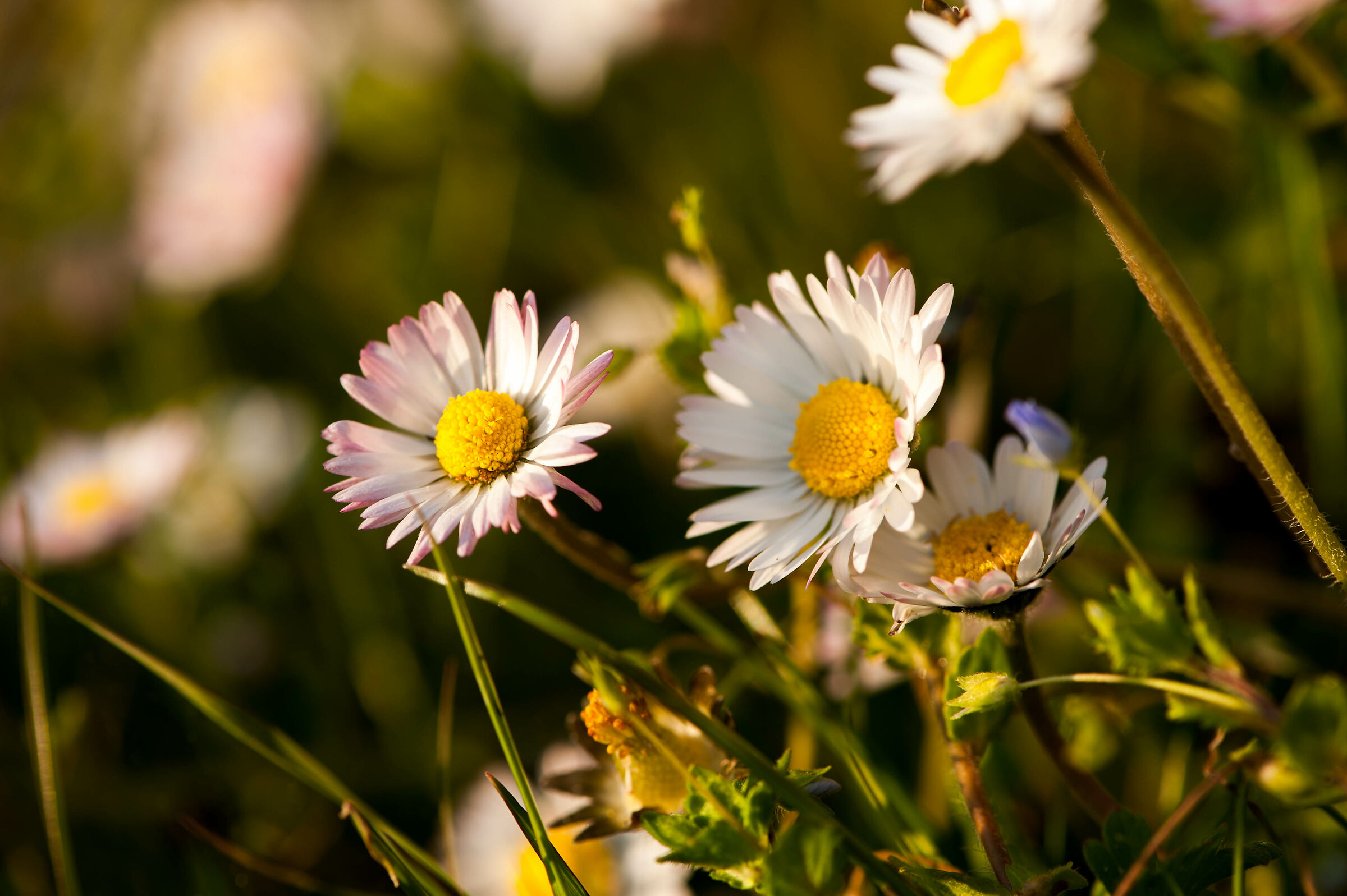 30 daisy doesn't know