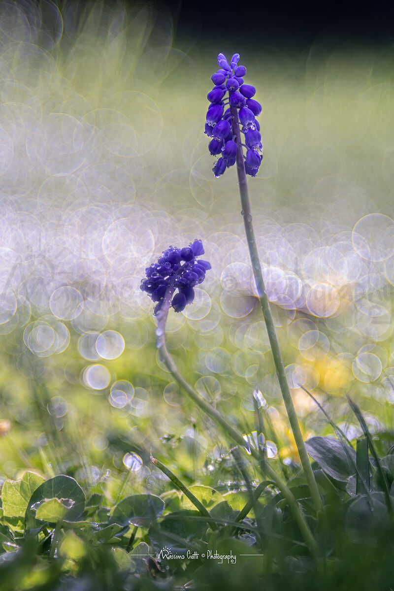 Muscari