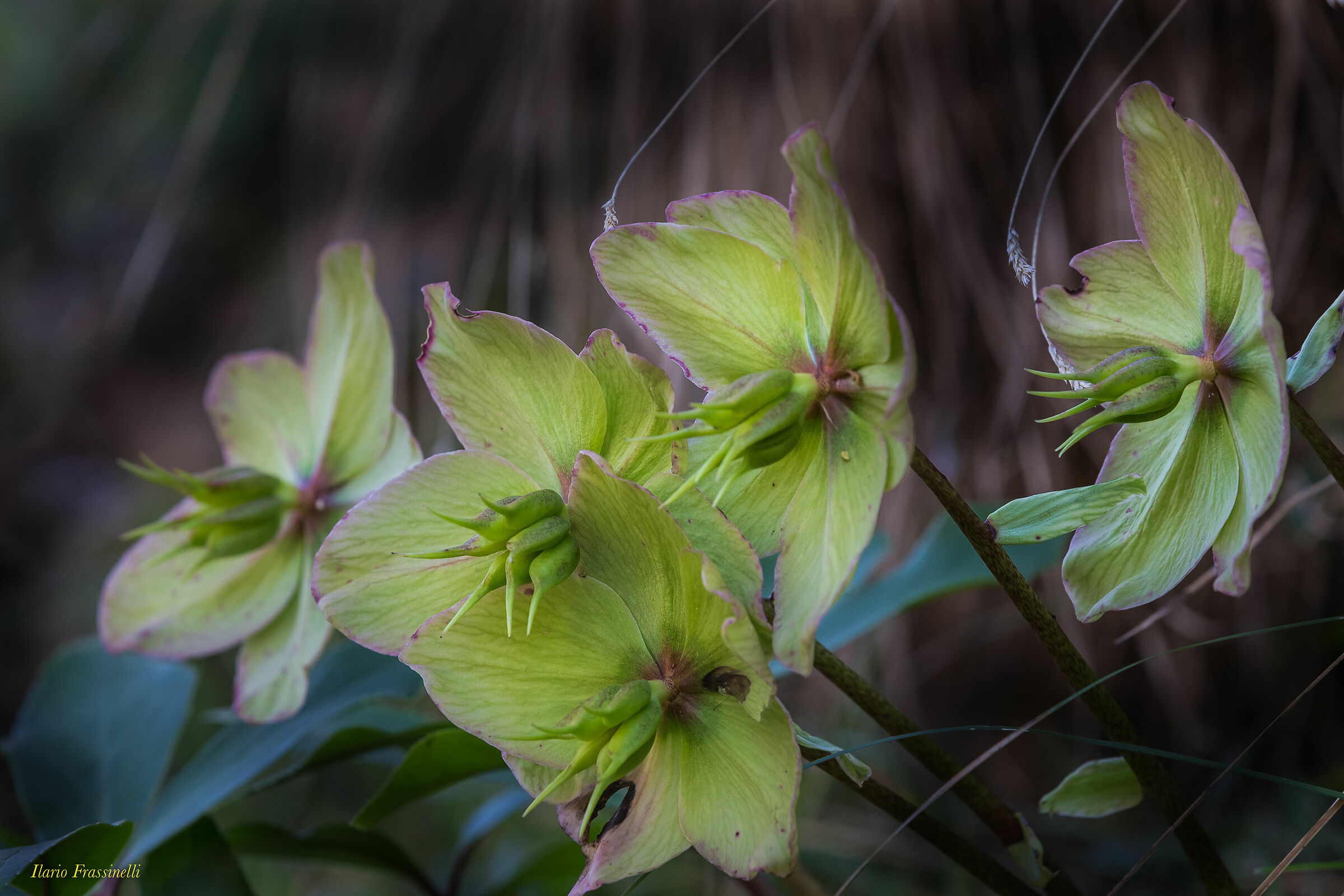 Hellebore