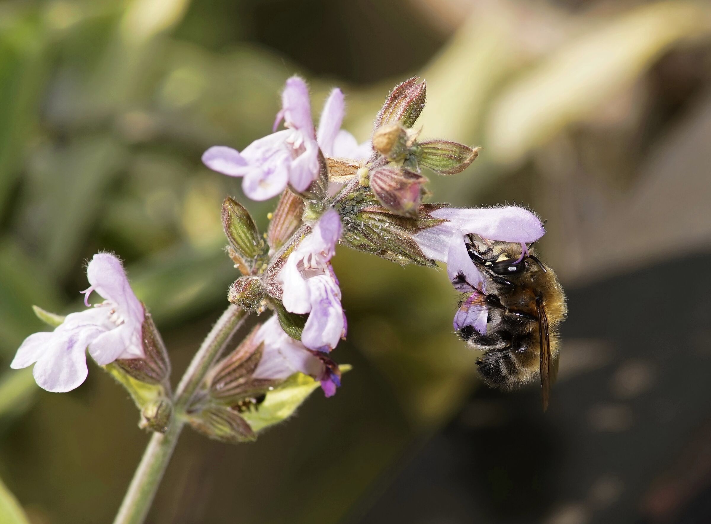 First bees circulating on sage flowers