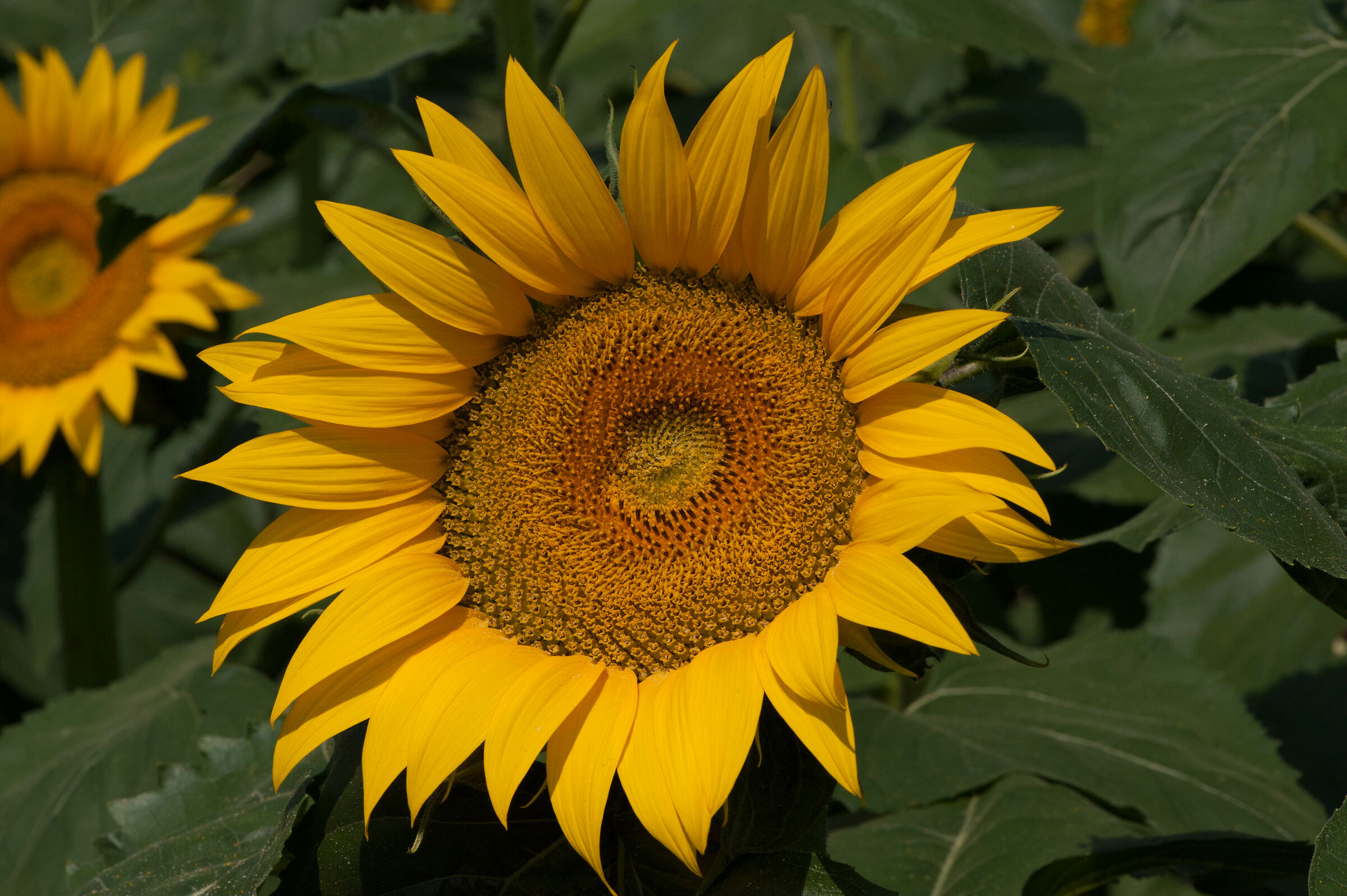 36 sunflower