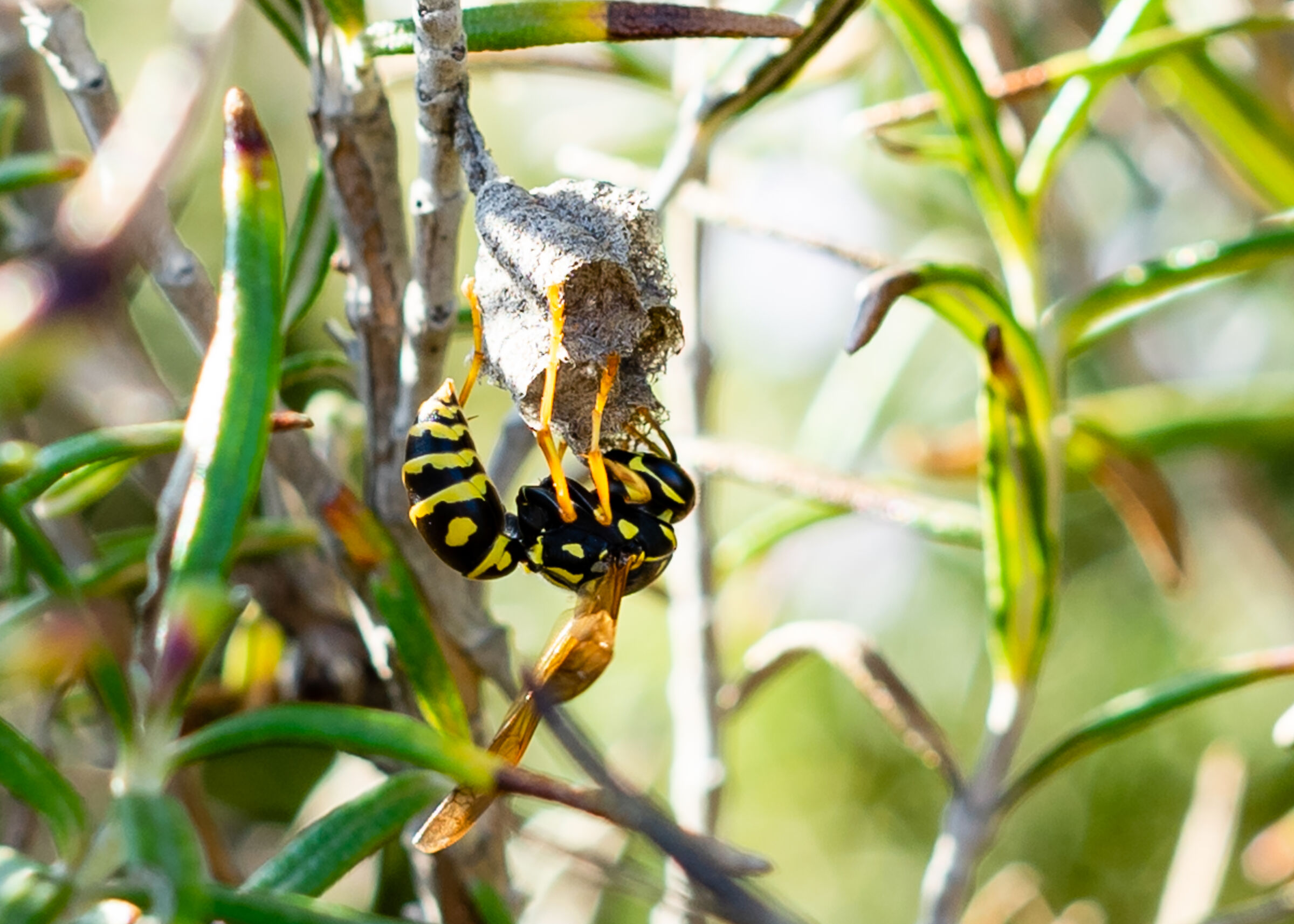 vespa a testa in giù