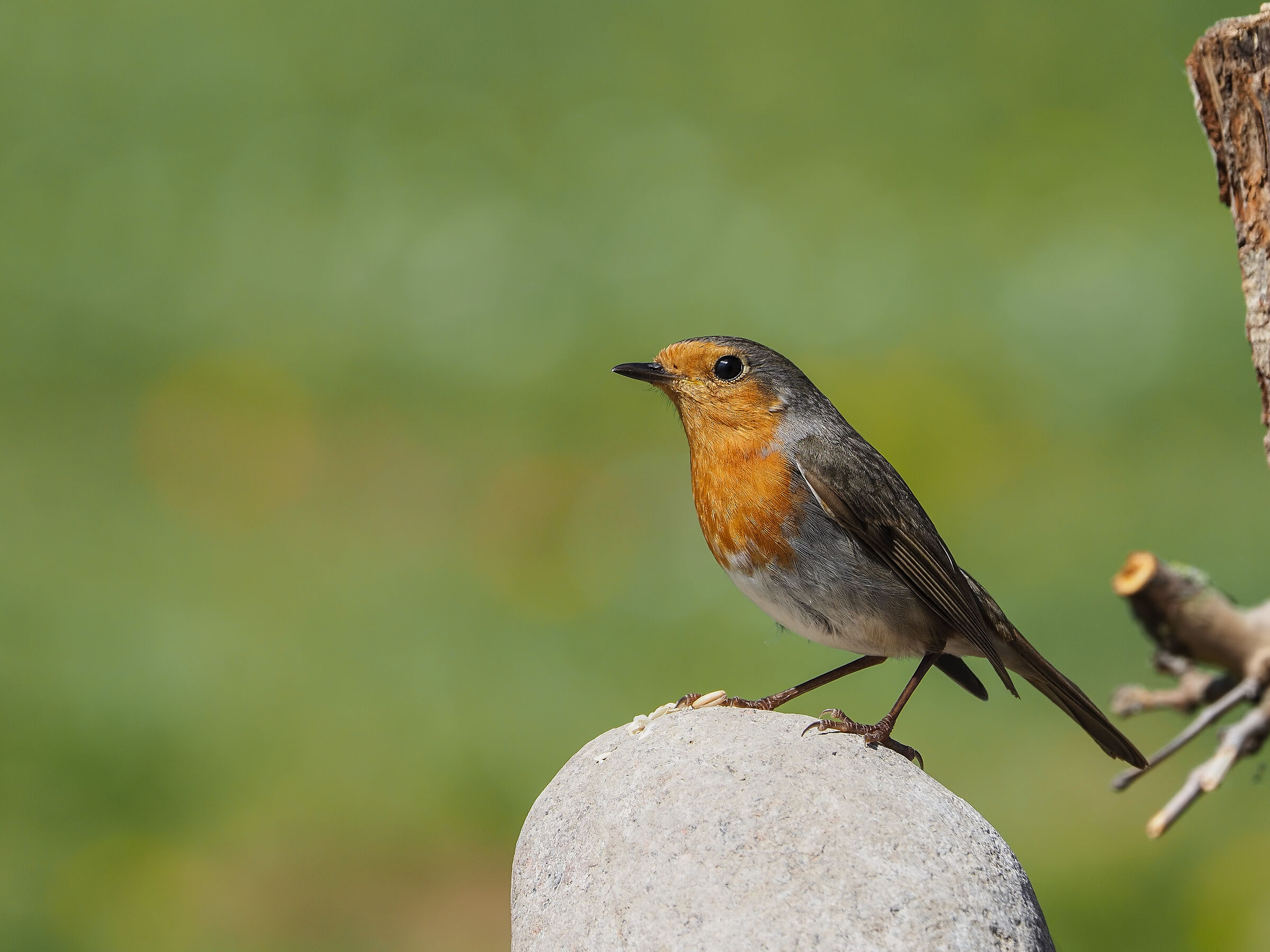 Pettirosso (Erithacus rubecula)