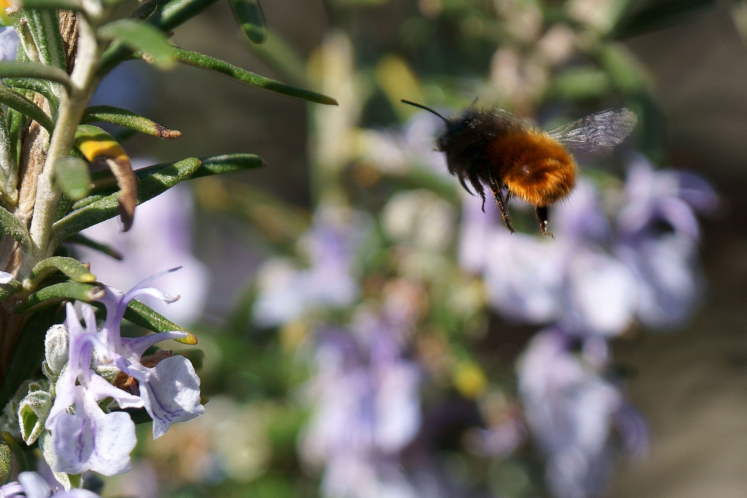Volando verso il fiore