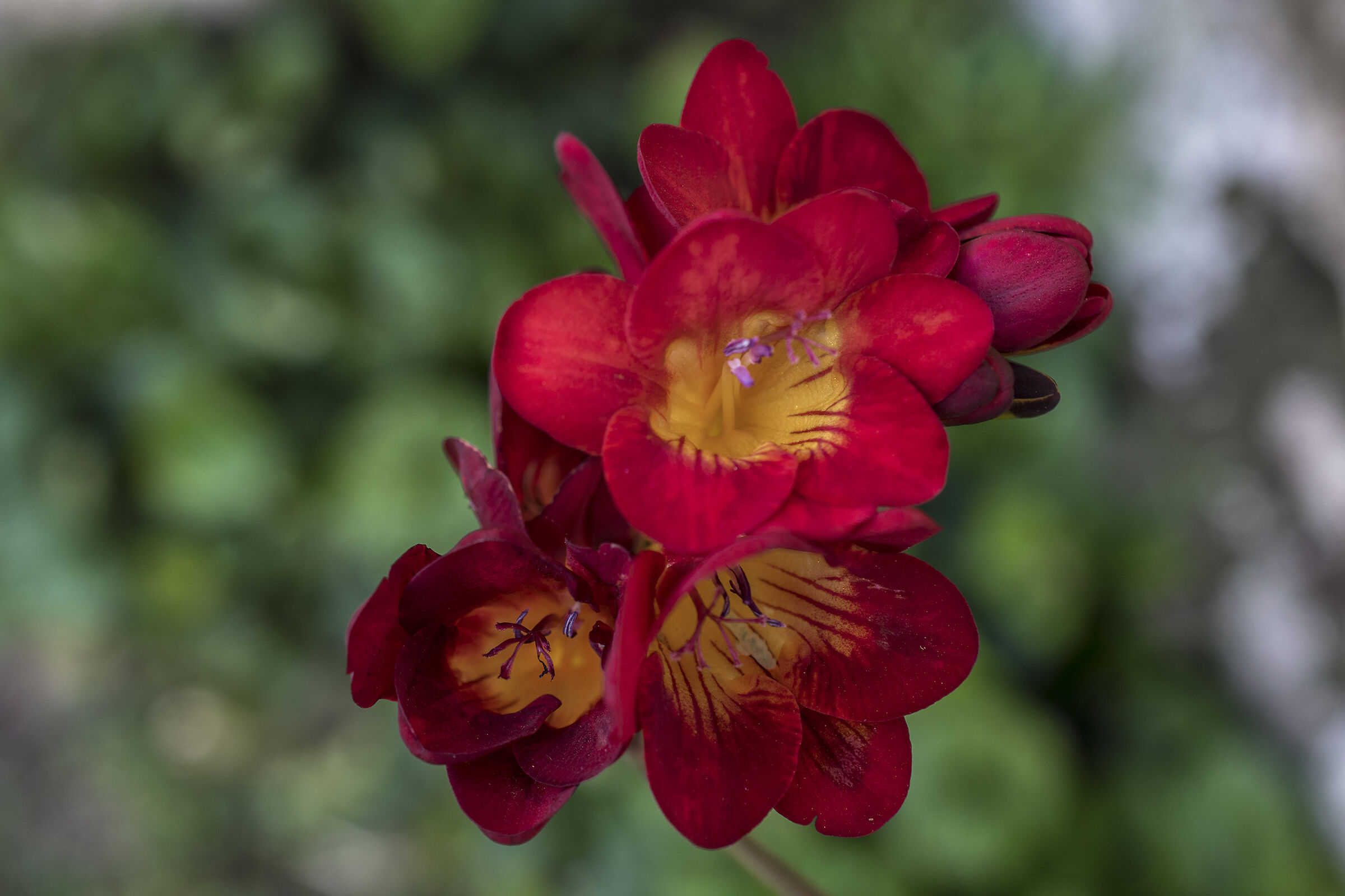 Red flower a year later