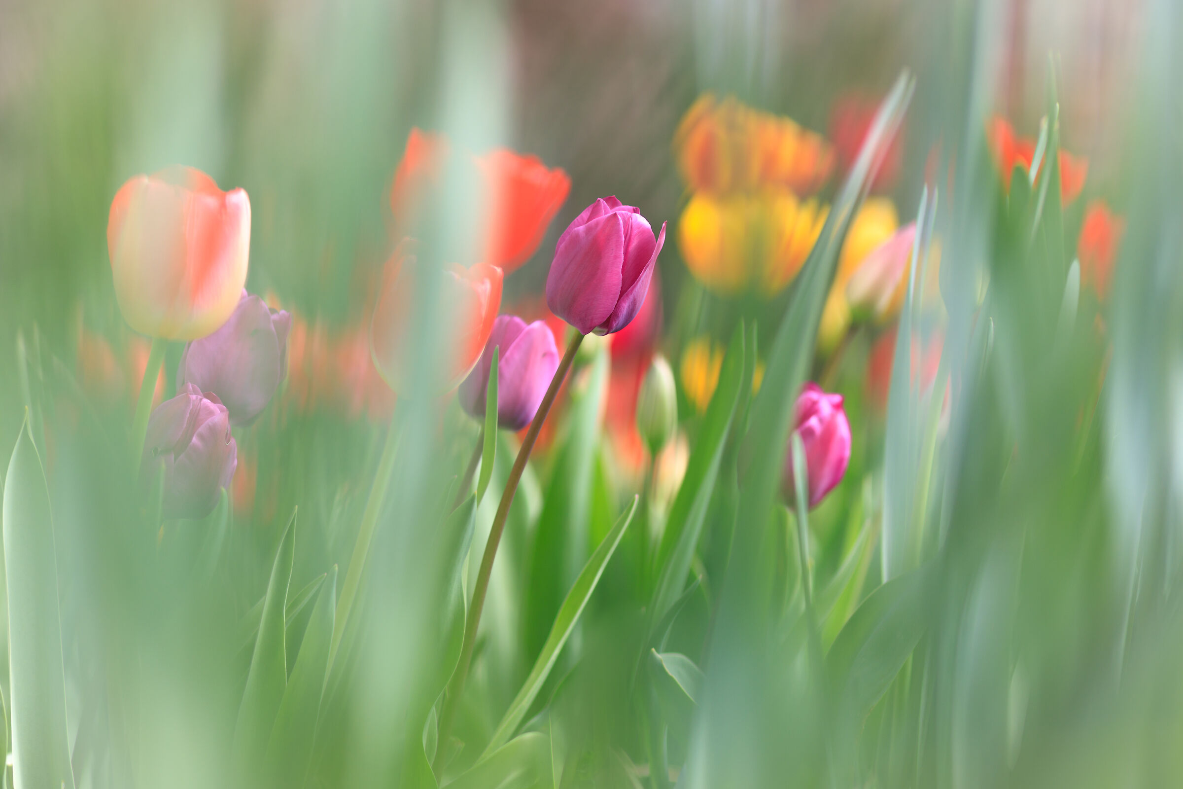 Tulipani in giardino