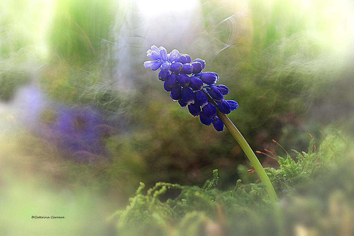 Muscari Blue