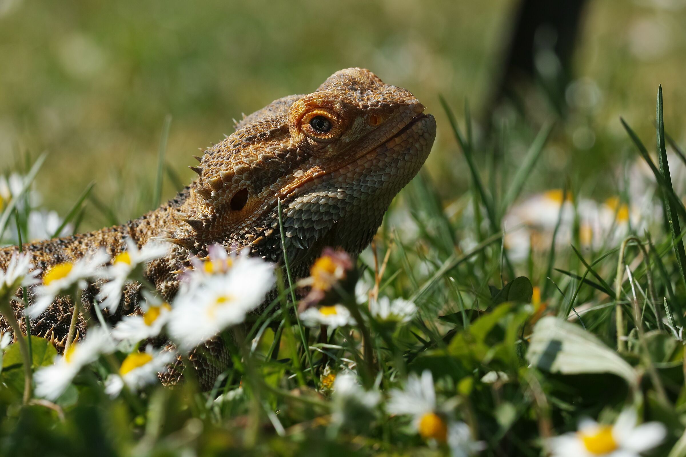 Pogona