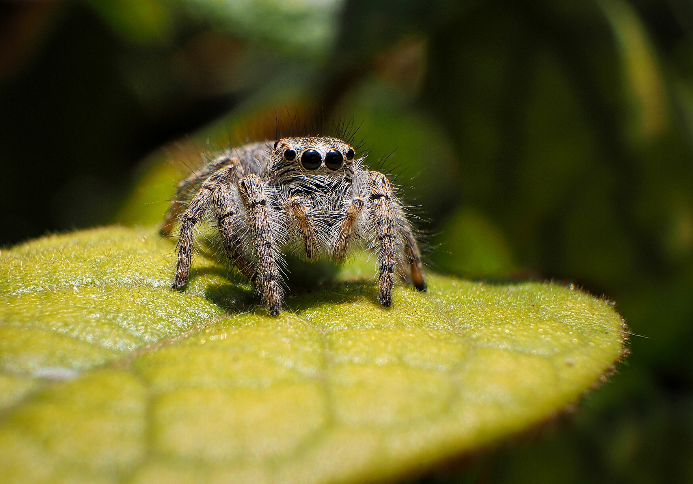 Salticidae