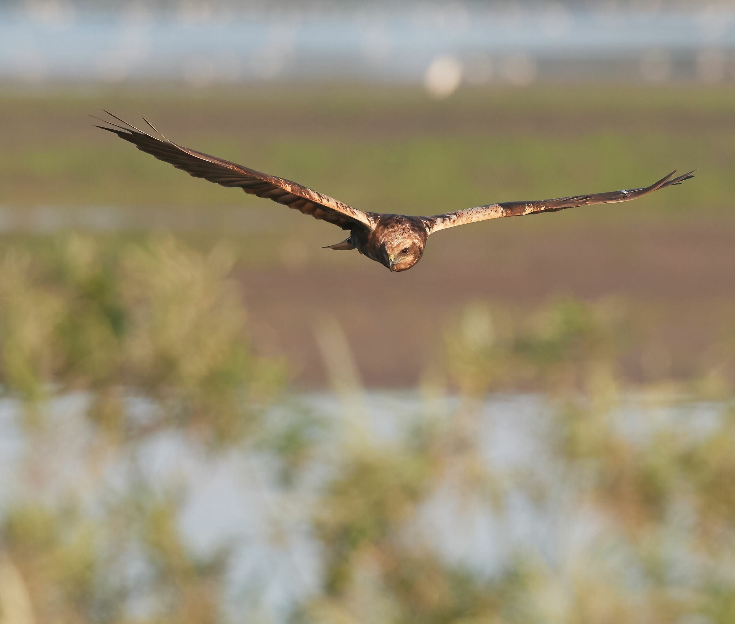 Harrier di palude