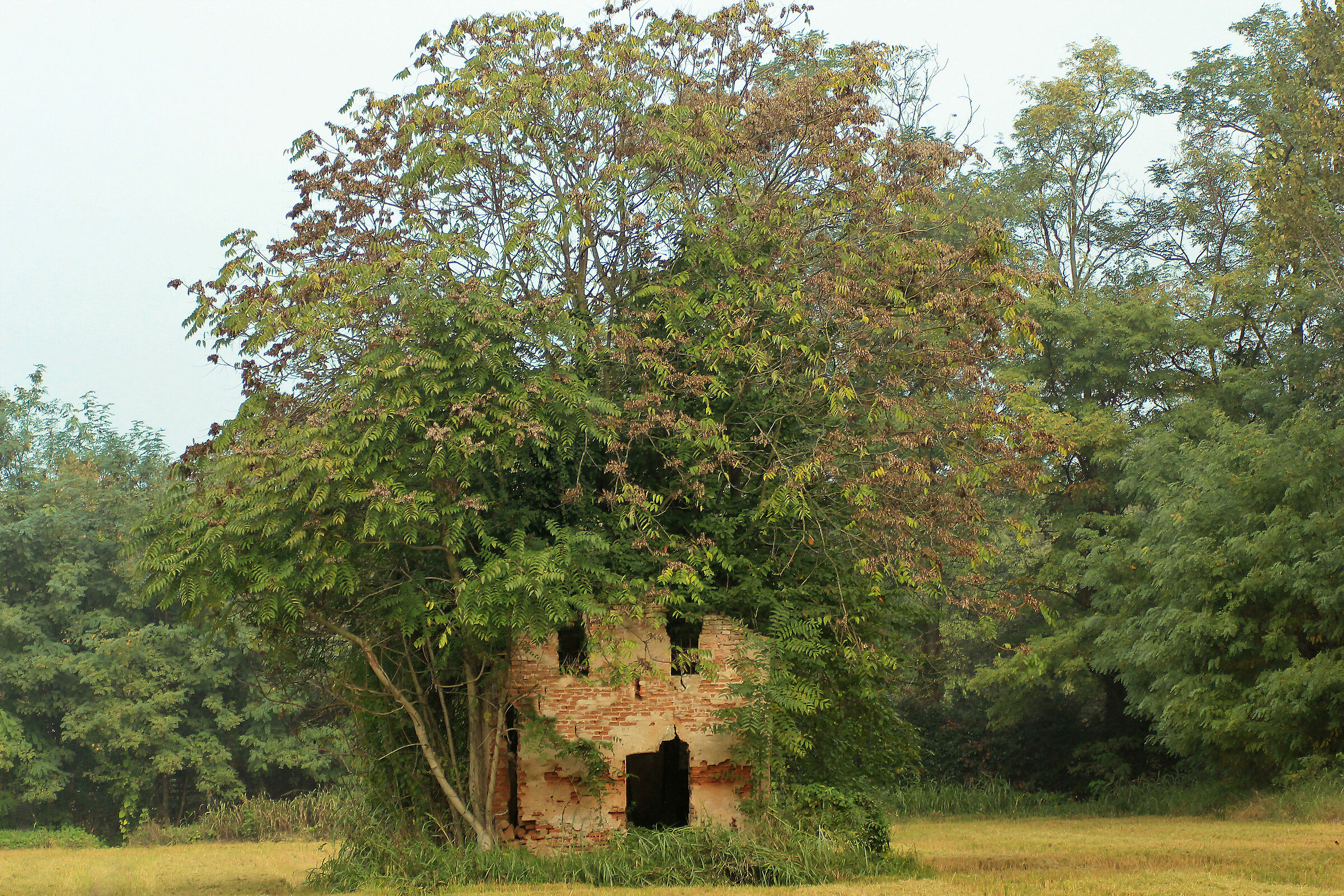 When the "AFRO" style raged.