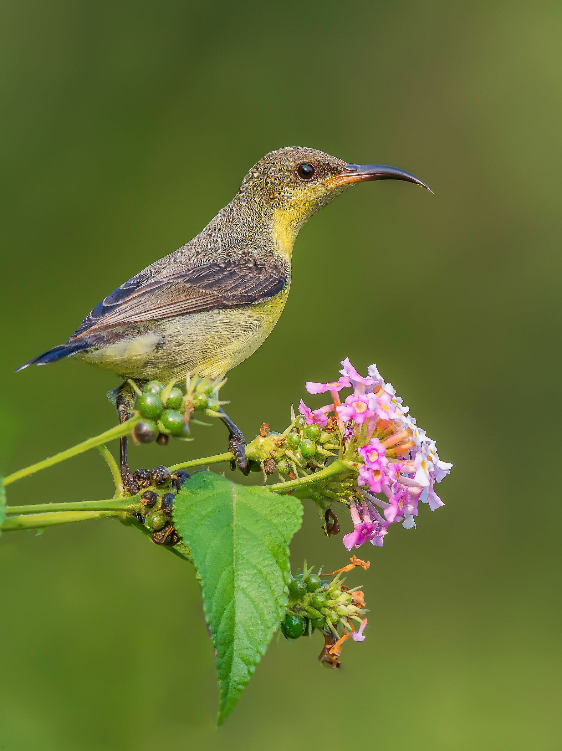 Uccello solare viola (F)