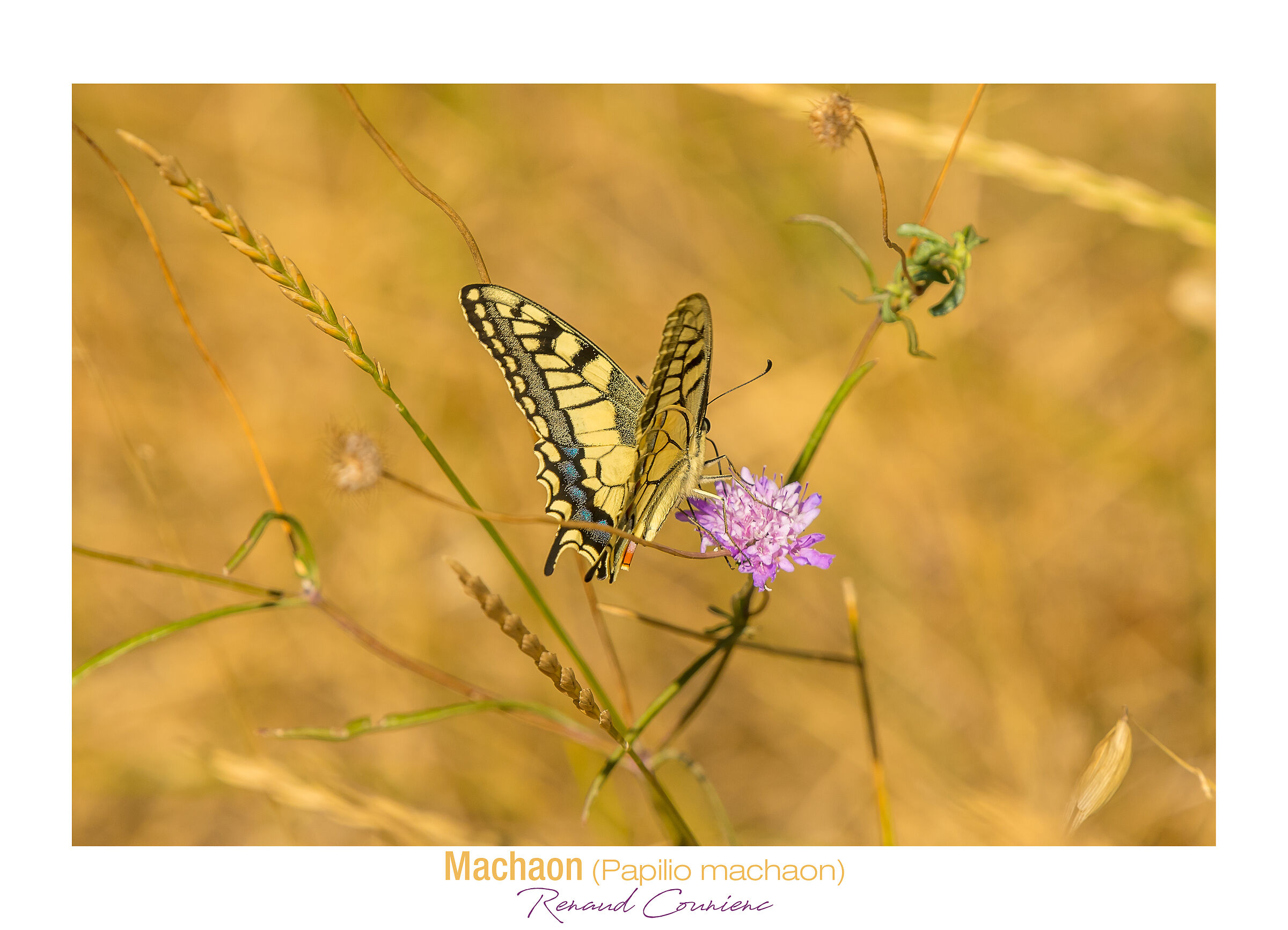 Papilio Machaon