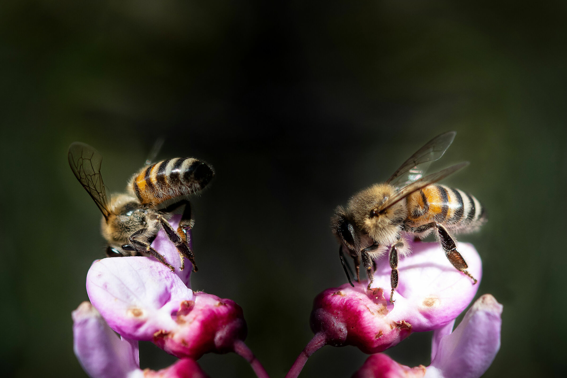 apette intraprendenti