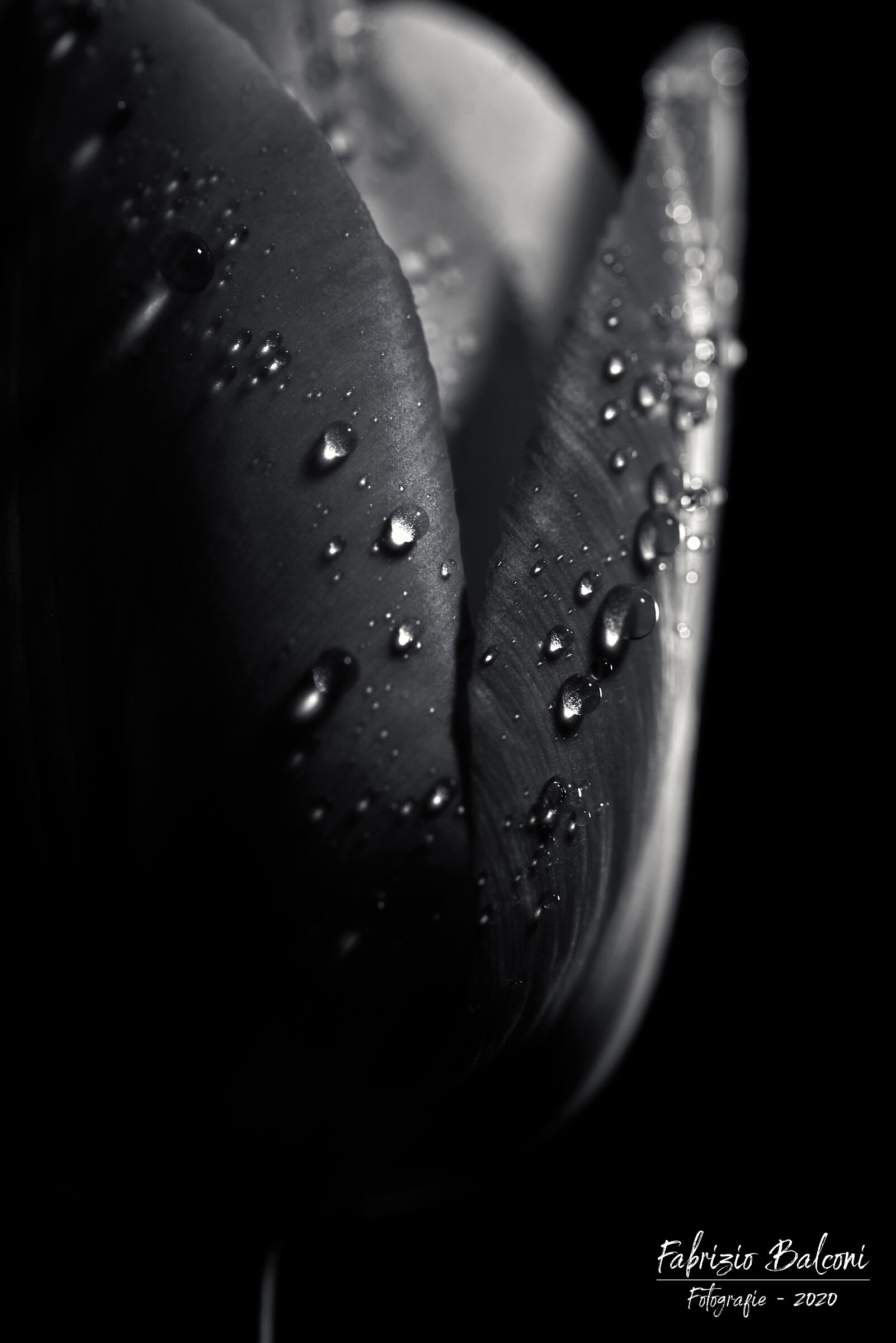 Black and white tulip