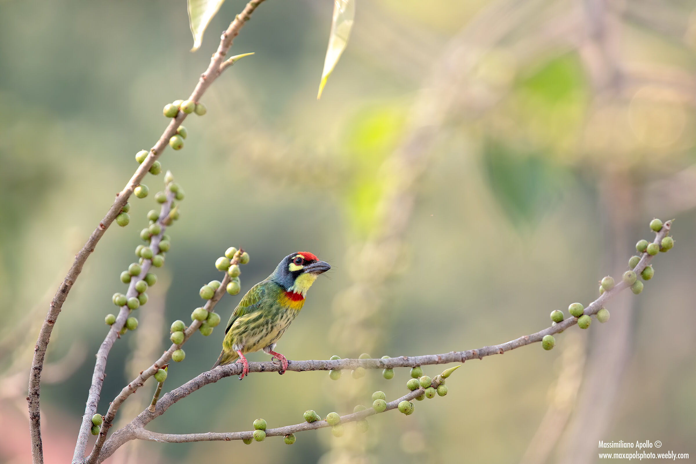 coppersmith beard...