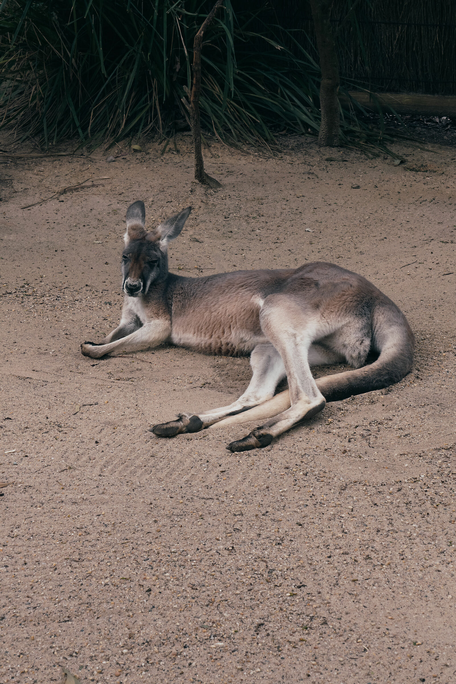 Relaxed kangaroo