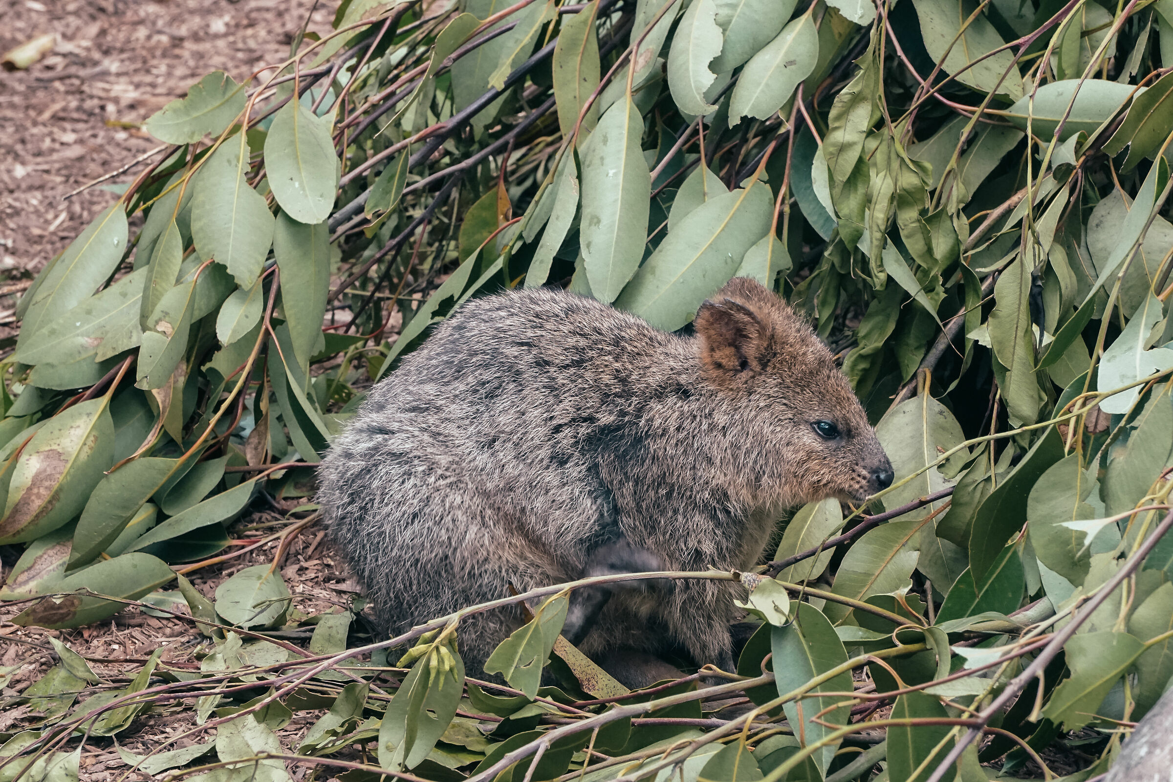 Quokka