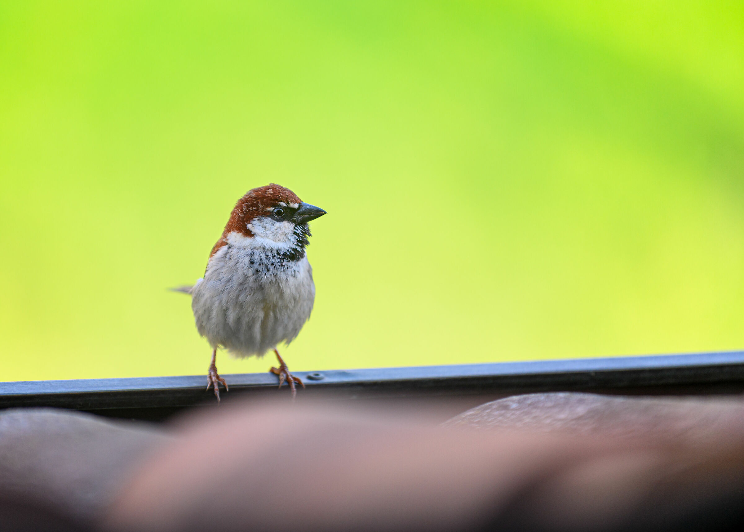 #fauna #uccelli house window