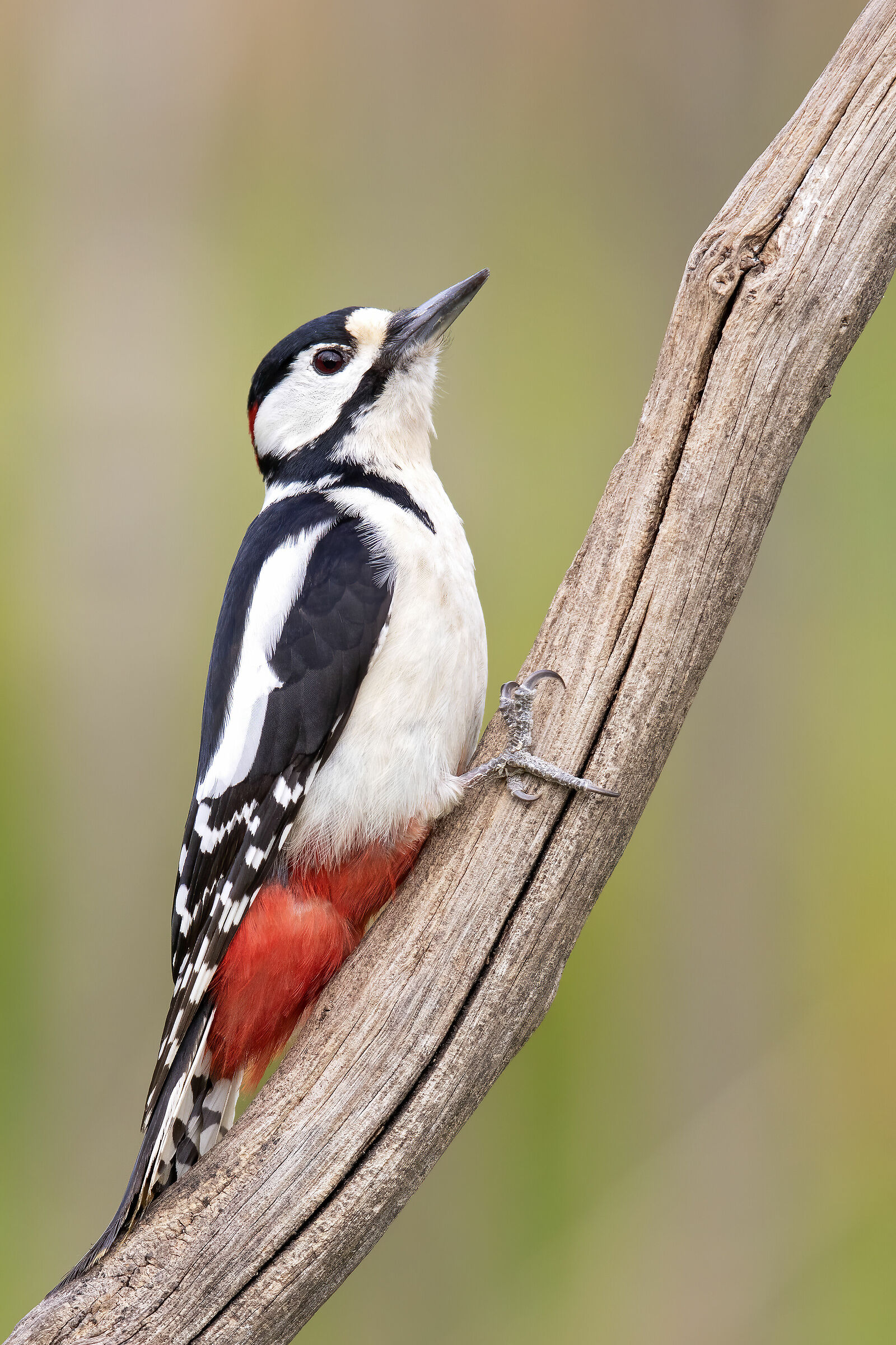 Dendrocopos maggiore