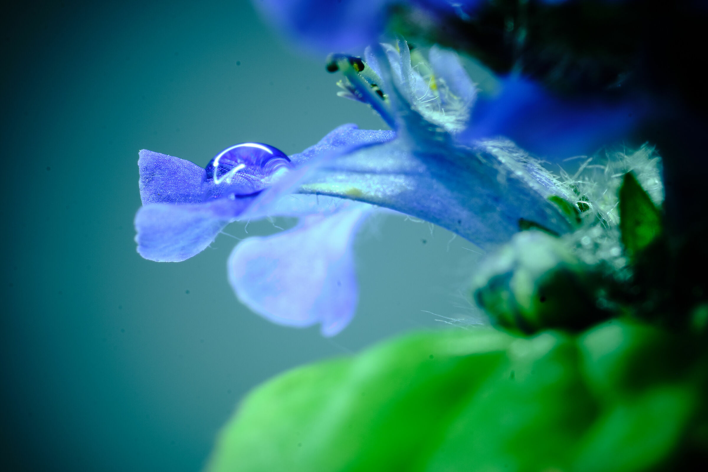Fiore lunga esposizione