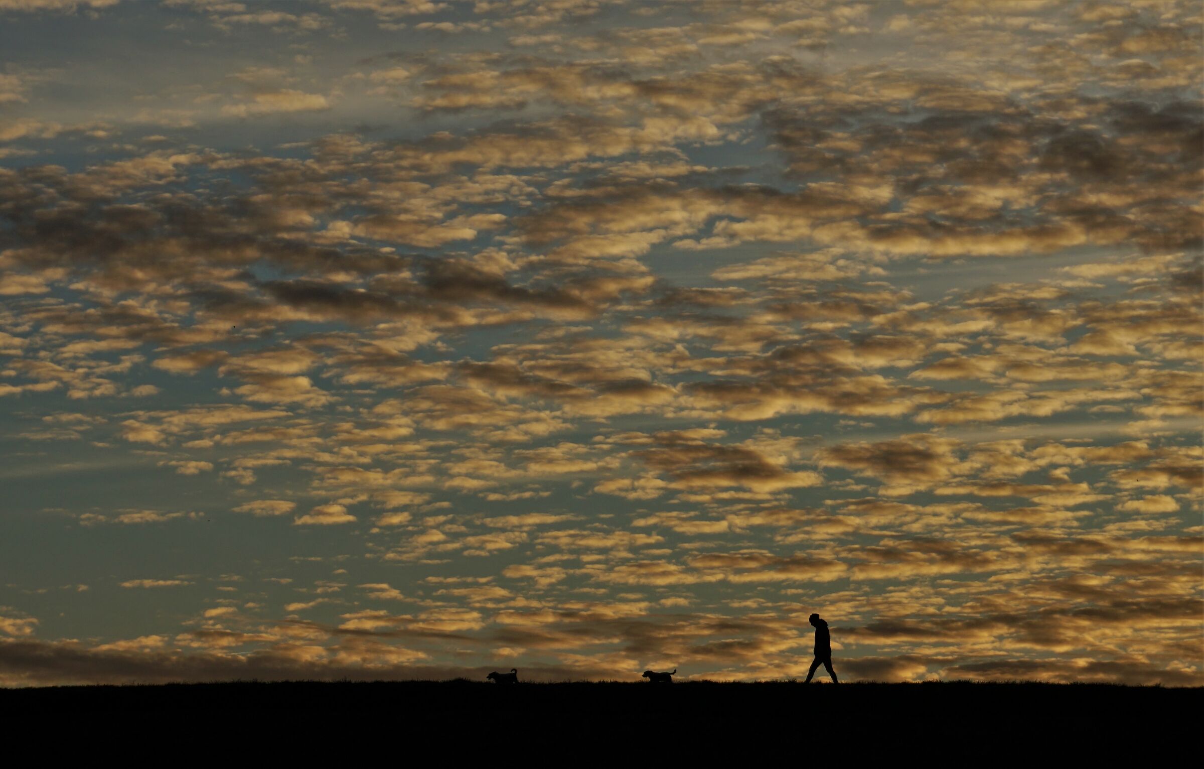 Passeggiata con i cani al tramonto