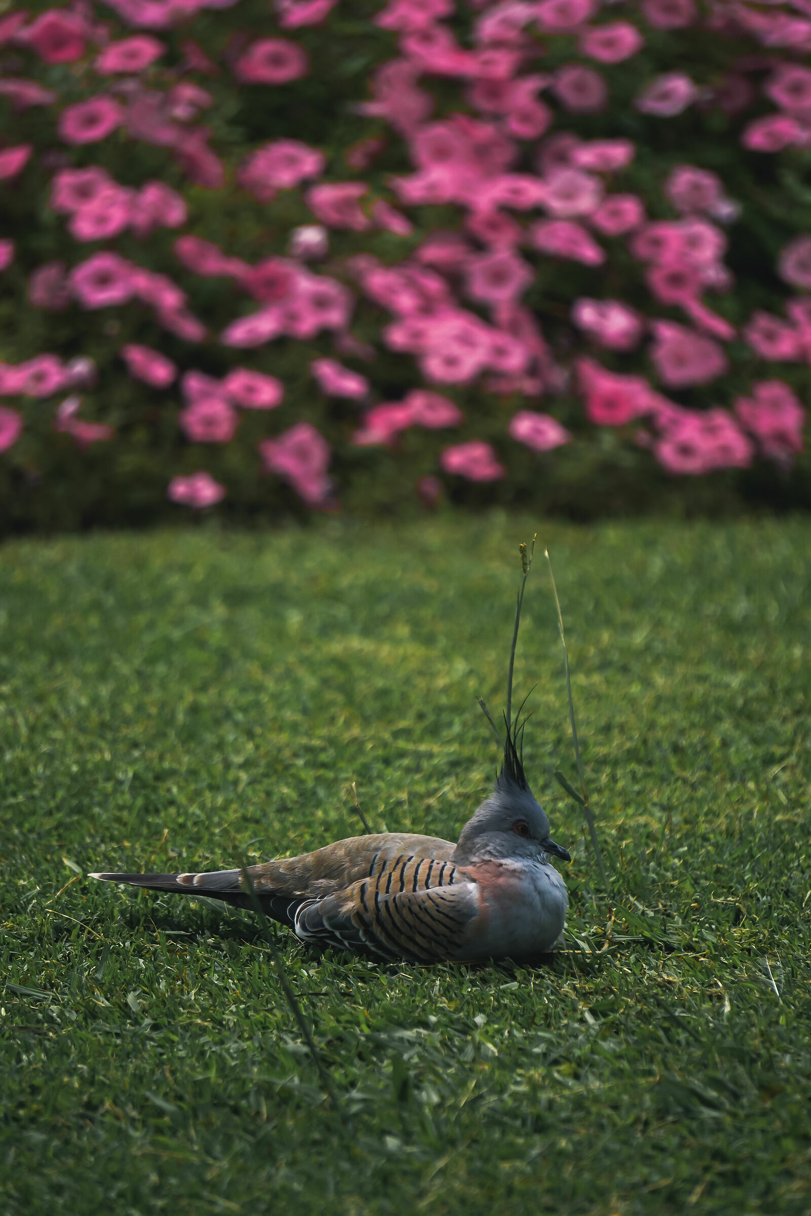 Crested Pigeon