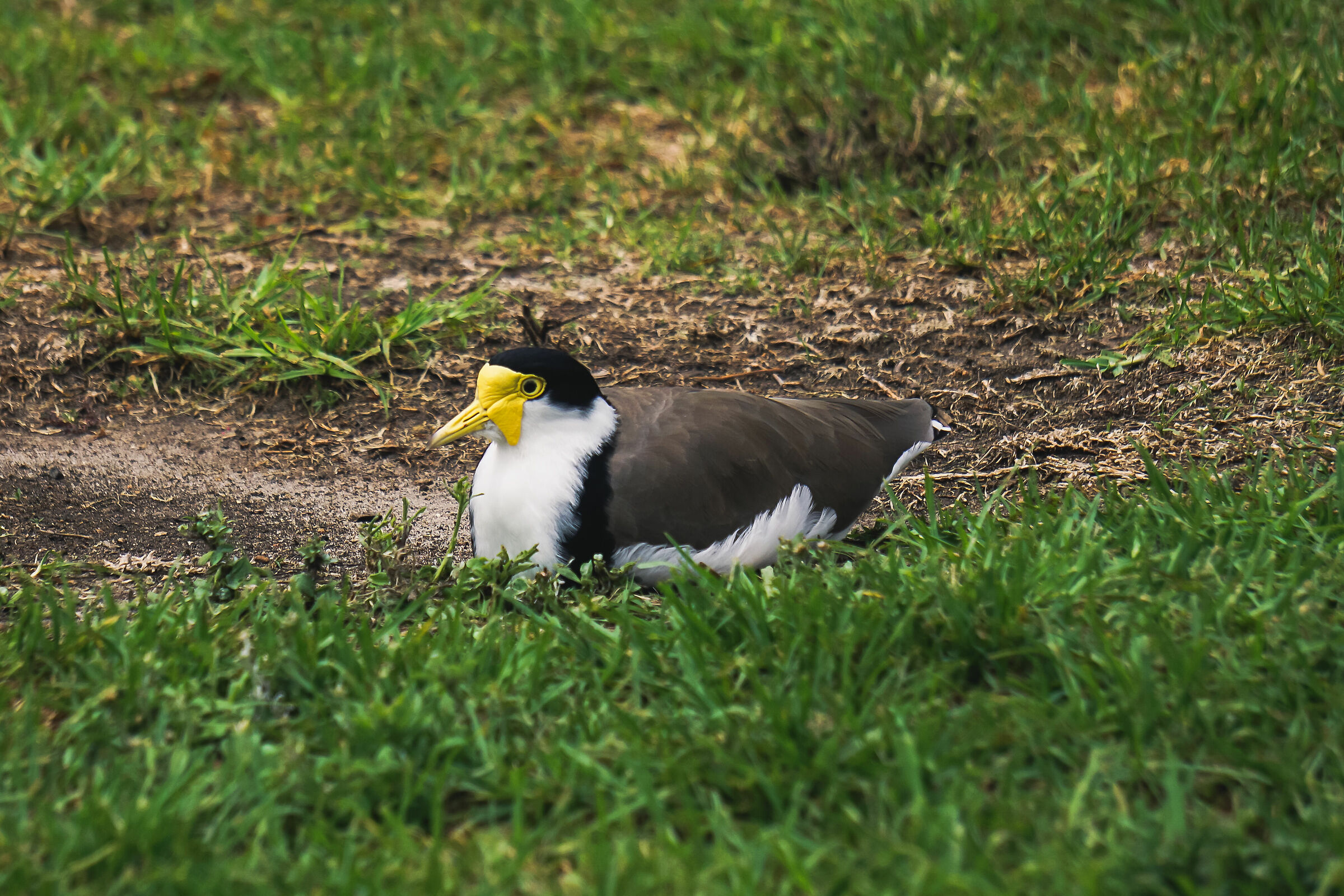 Masked Lapwing