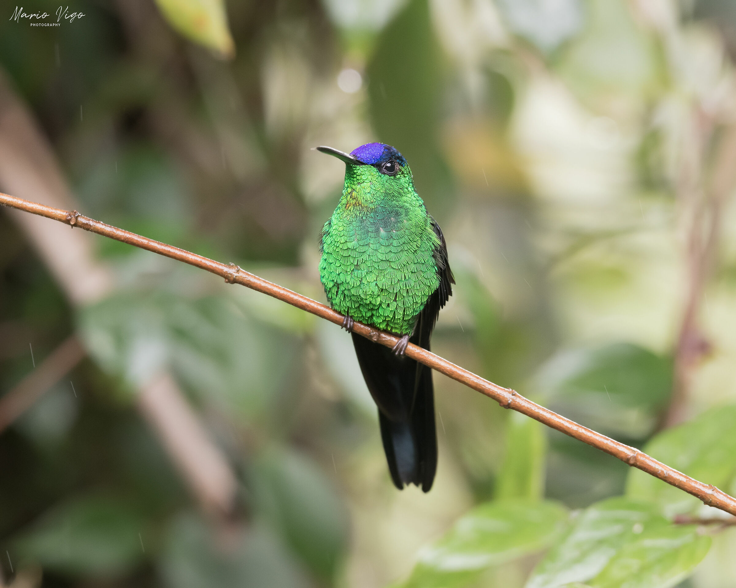 Thalurania glaucopis (Violet-capped Woodnymph)