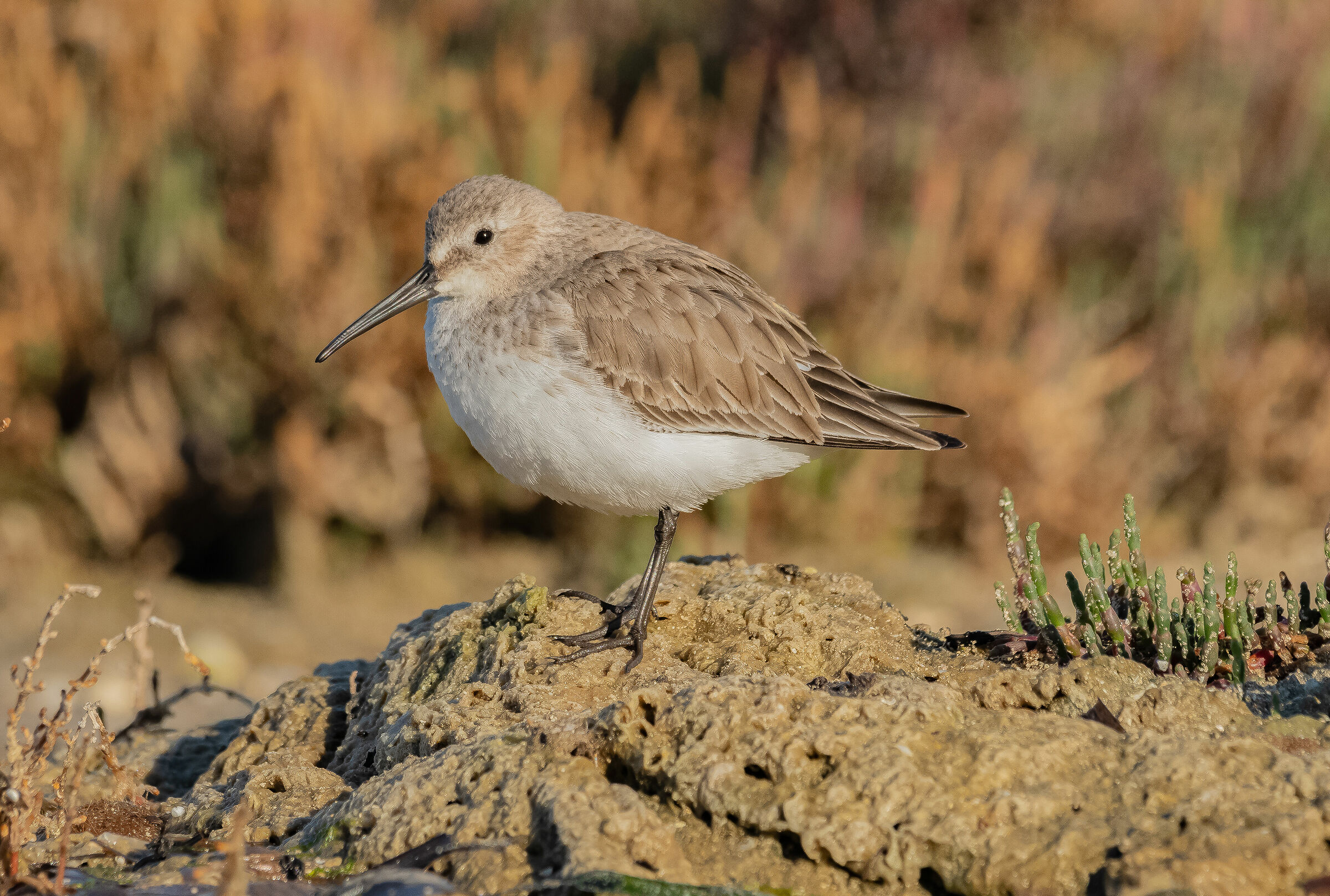 Black belly piovanello