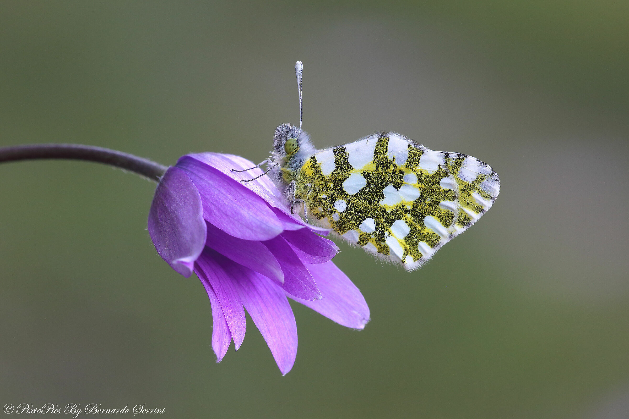 Antocharis Cardamines