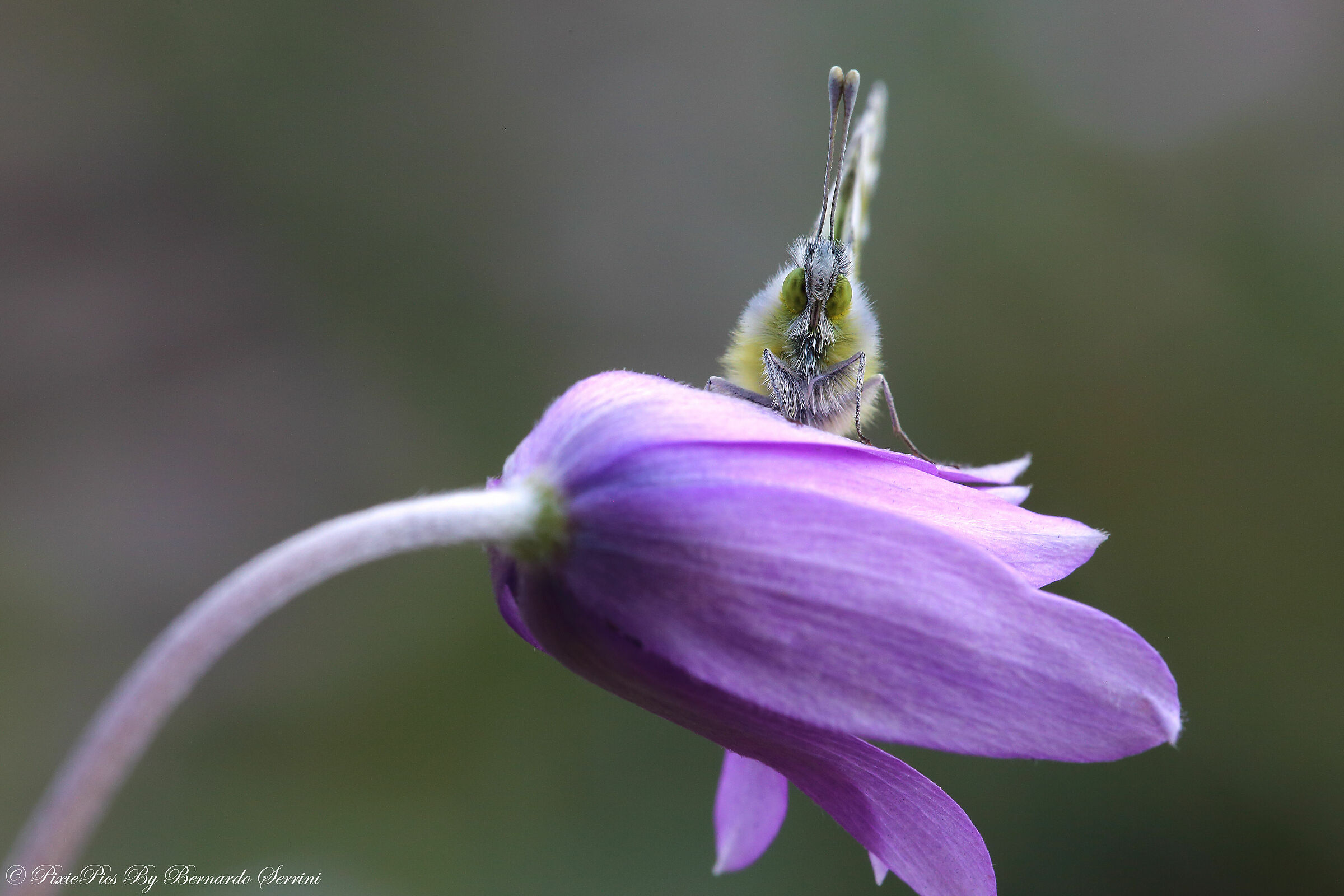 Antocharis Cardamines