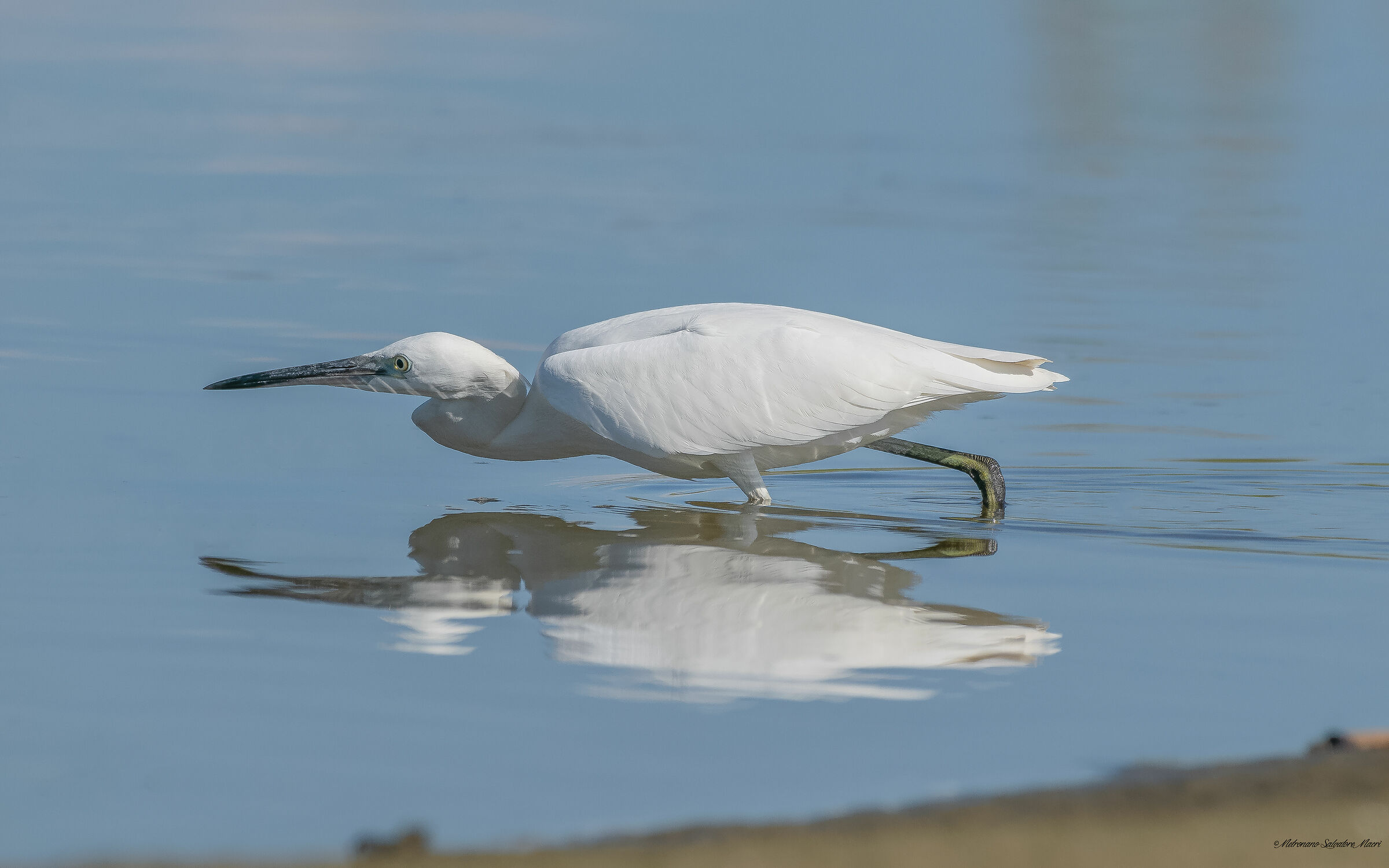 Egretta egrets