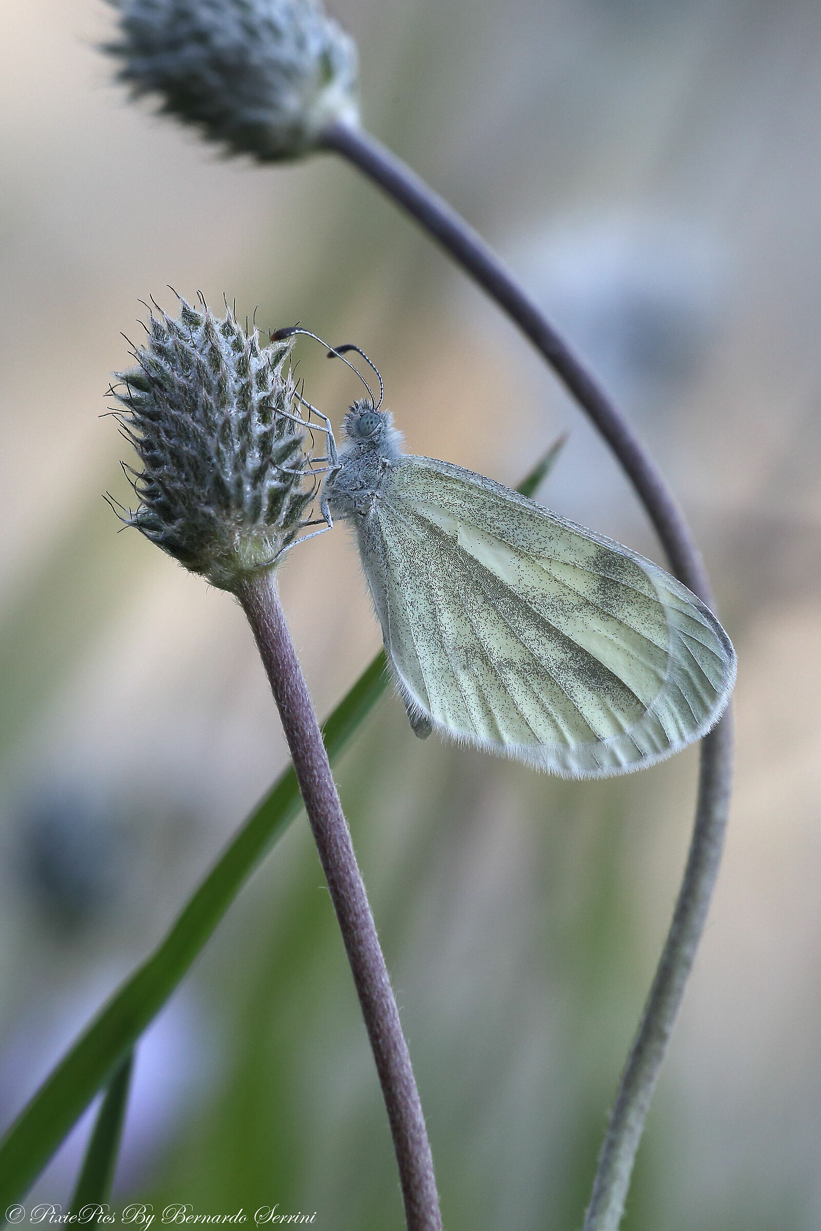 Pieris Rapae