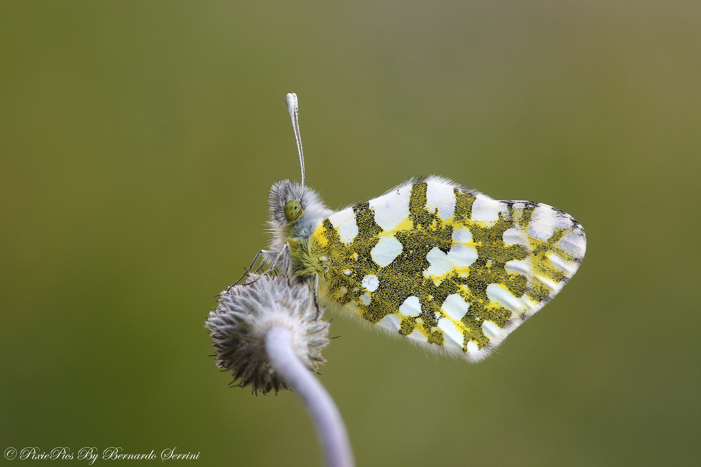 Antocharis Cardamines