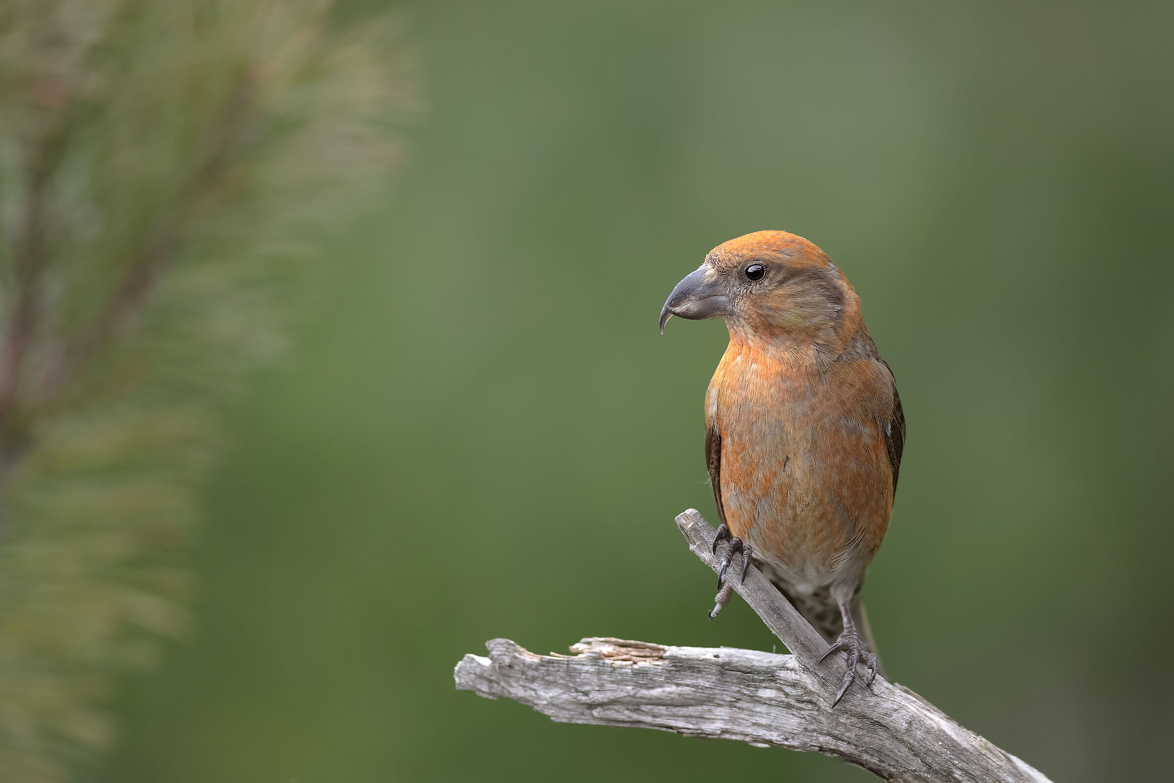 Crociere (Loxia curvirostra) - Estate 2018