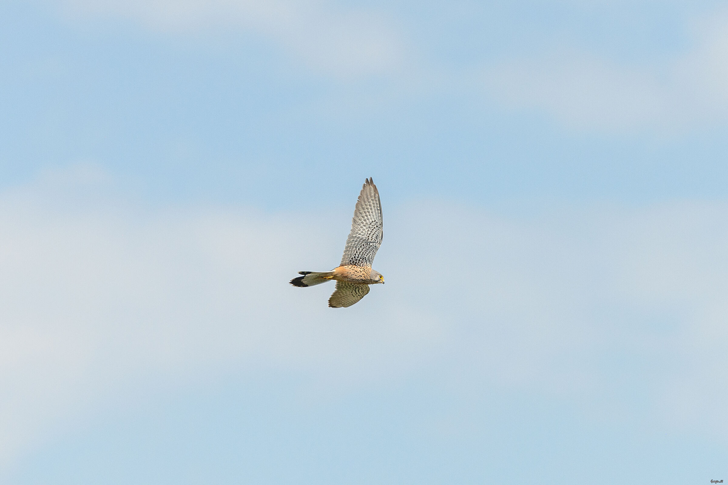 Kestrel