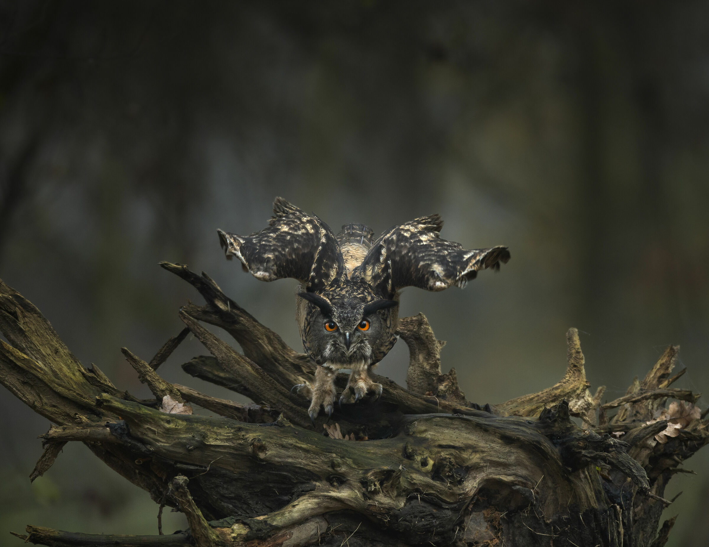 The Guardian of the Woods