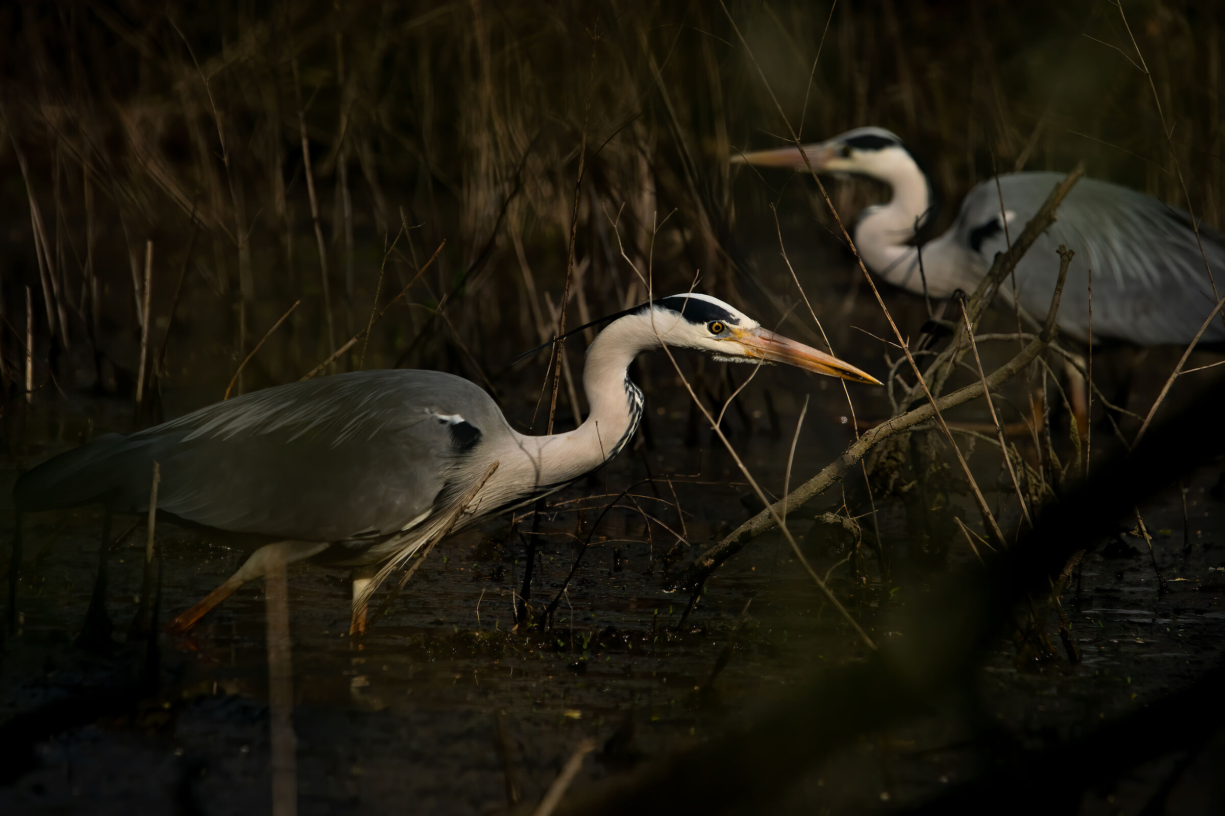 Nelle ombre della garzaia