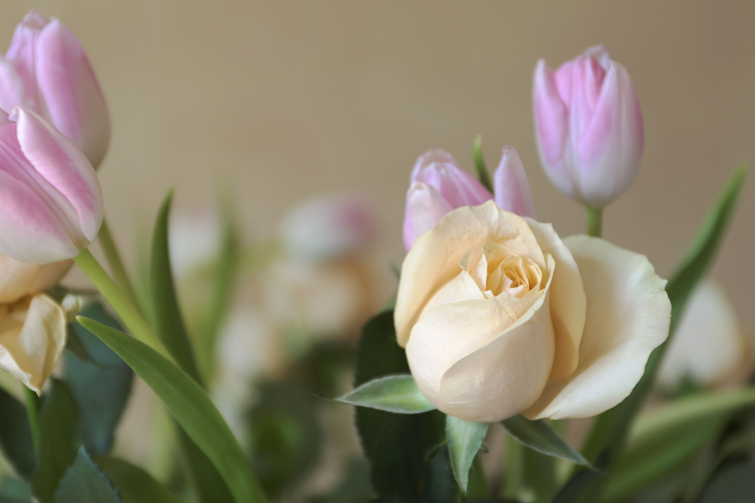 Rosellina. and tulip